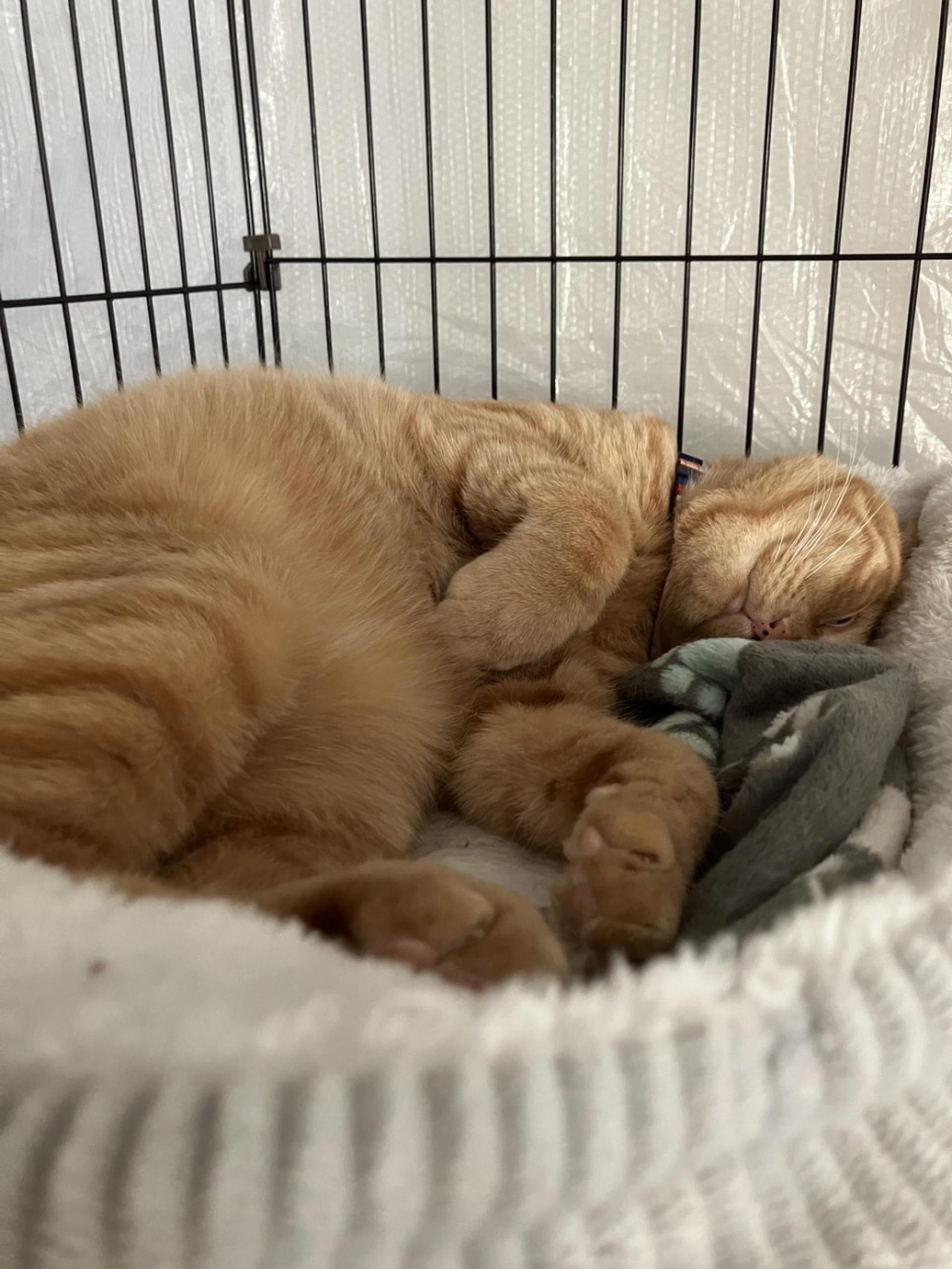 pet-image-6
