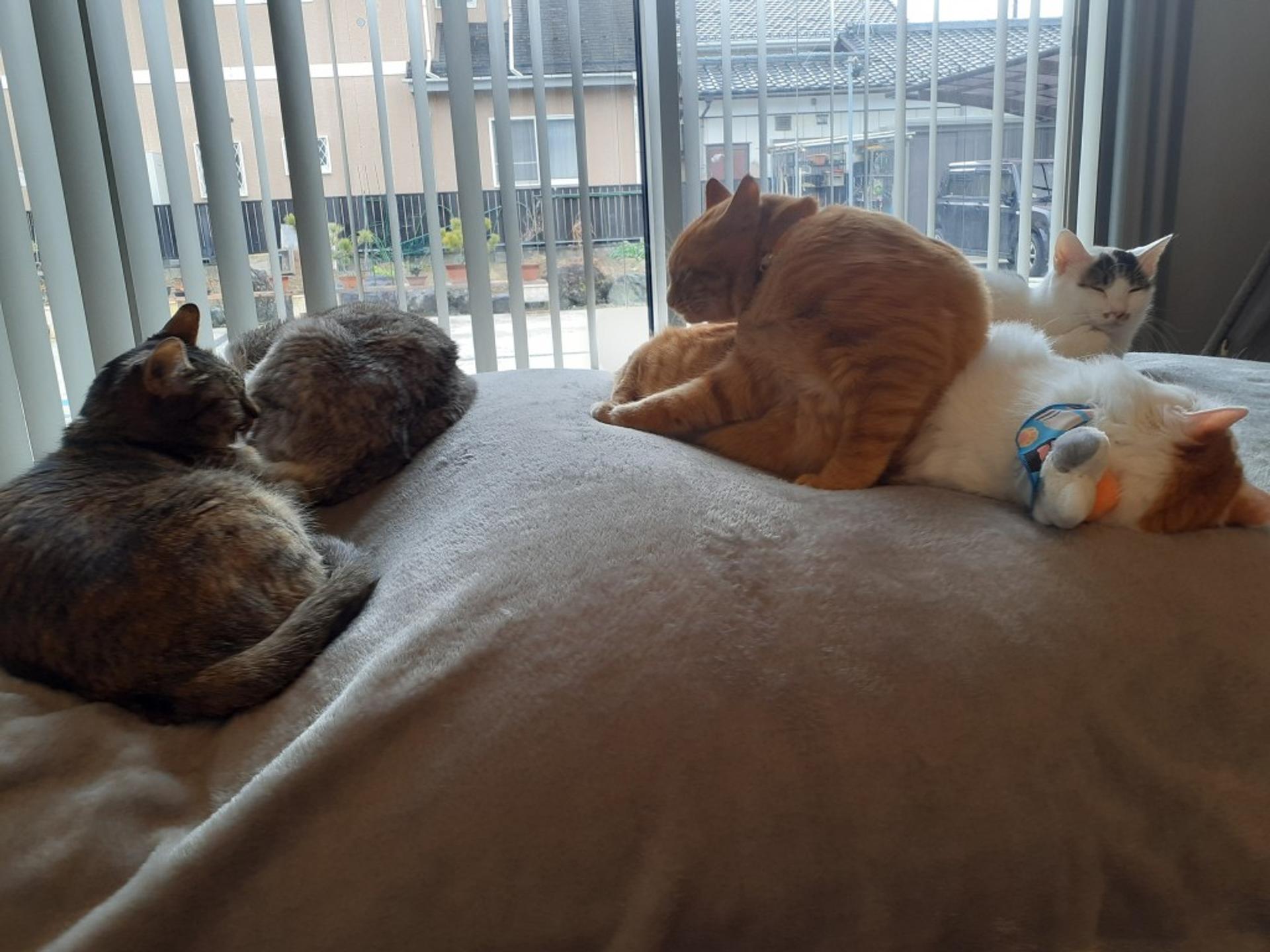 pet-image-9