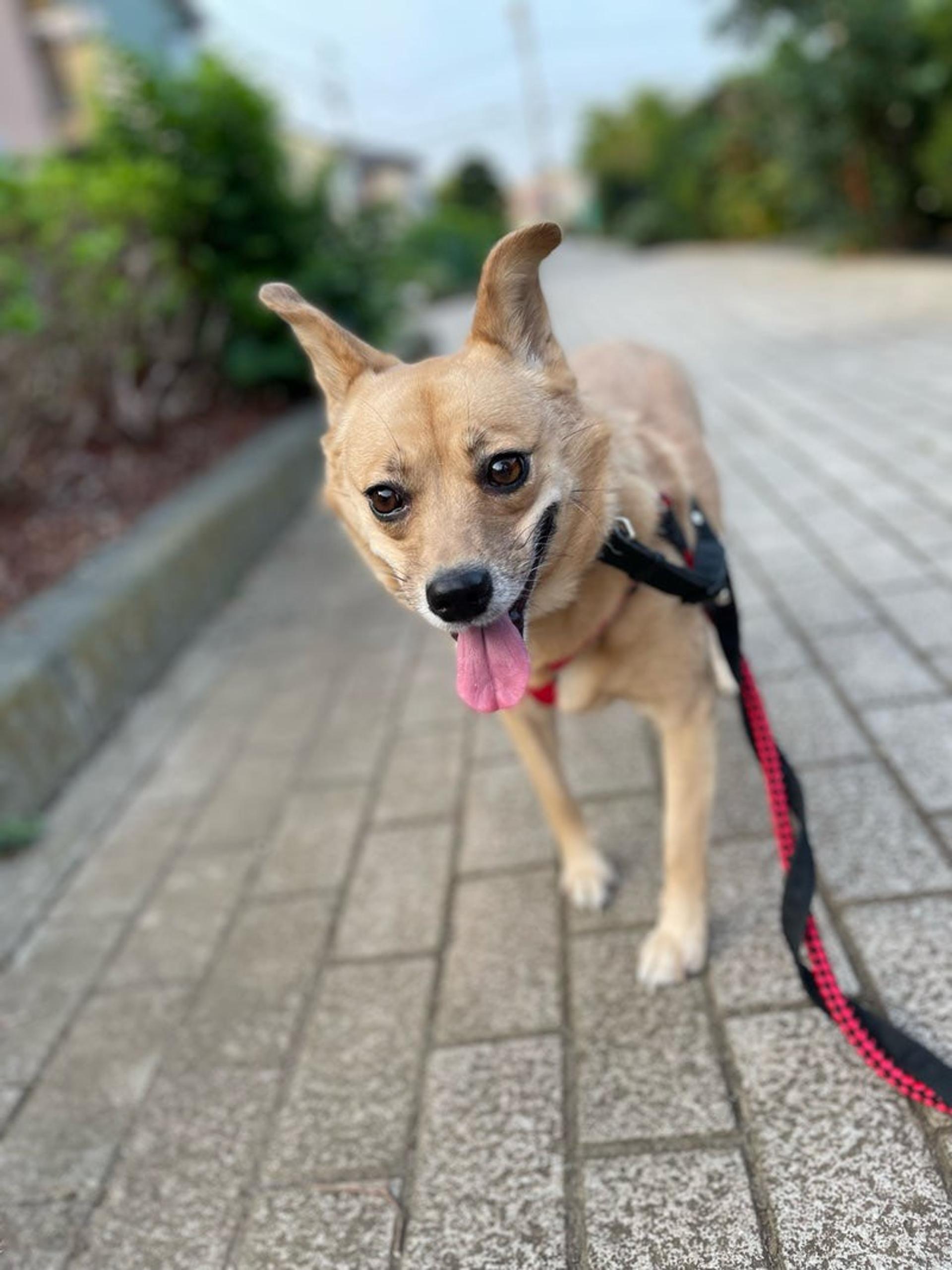 pet-image-4