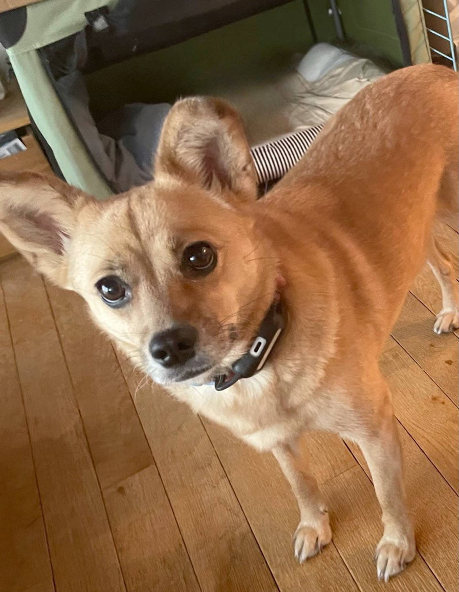 雑種（ミックス犬）・メスの里親募集の写真