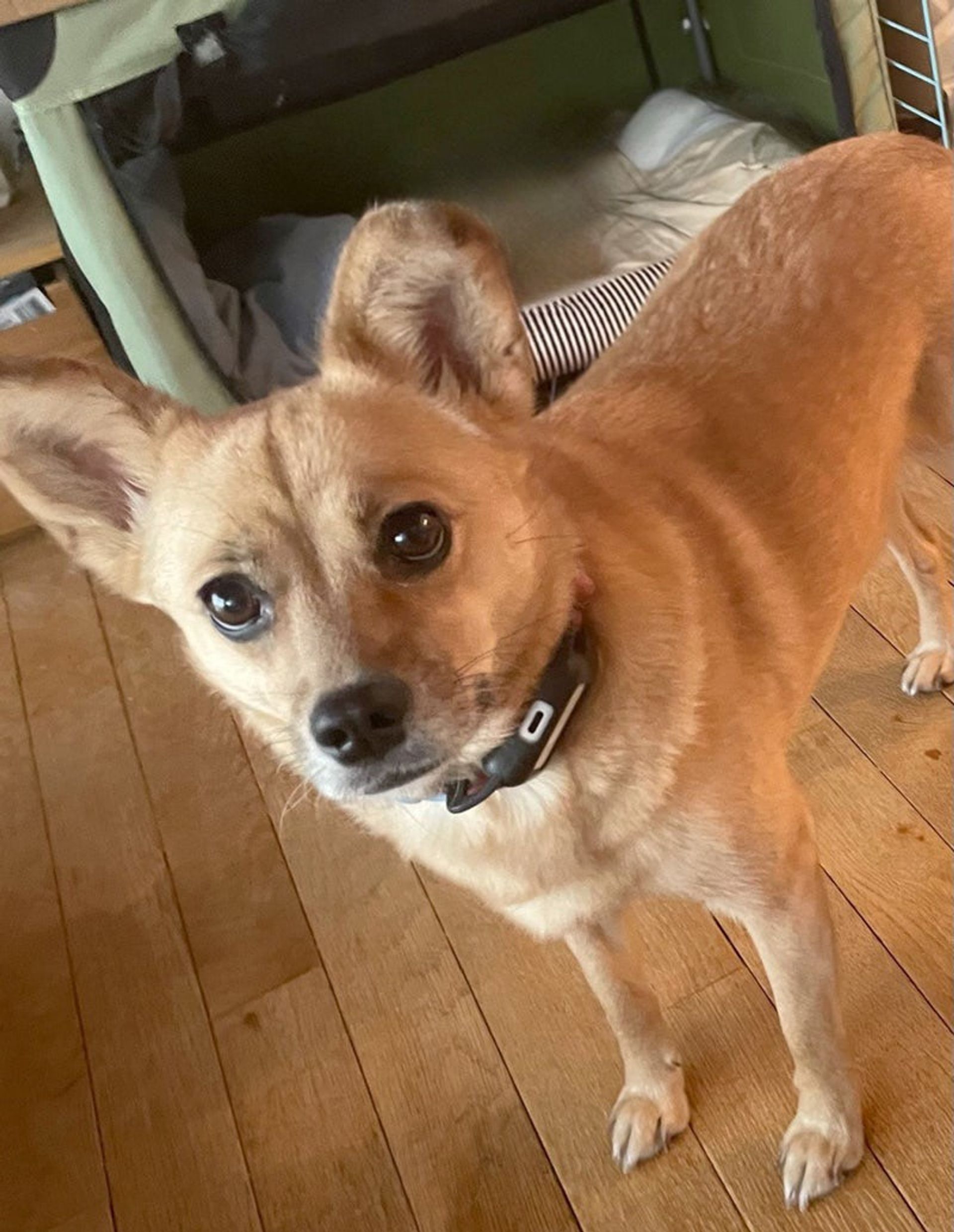 雑種（ミックス犬）・メスの里親募集の写真