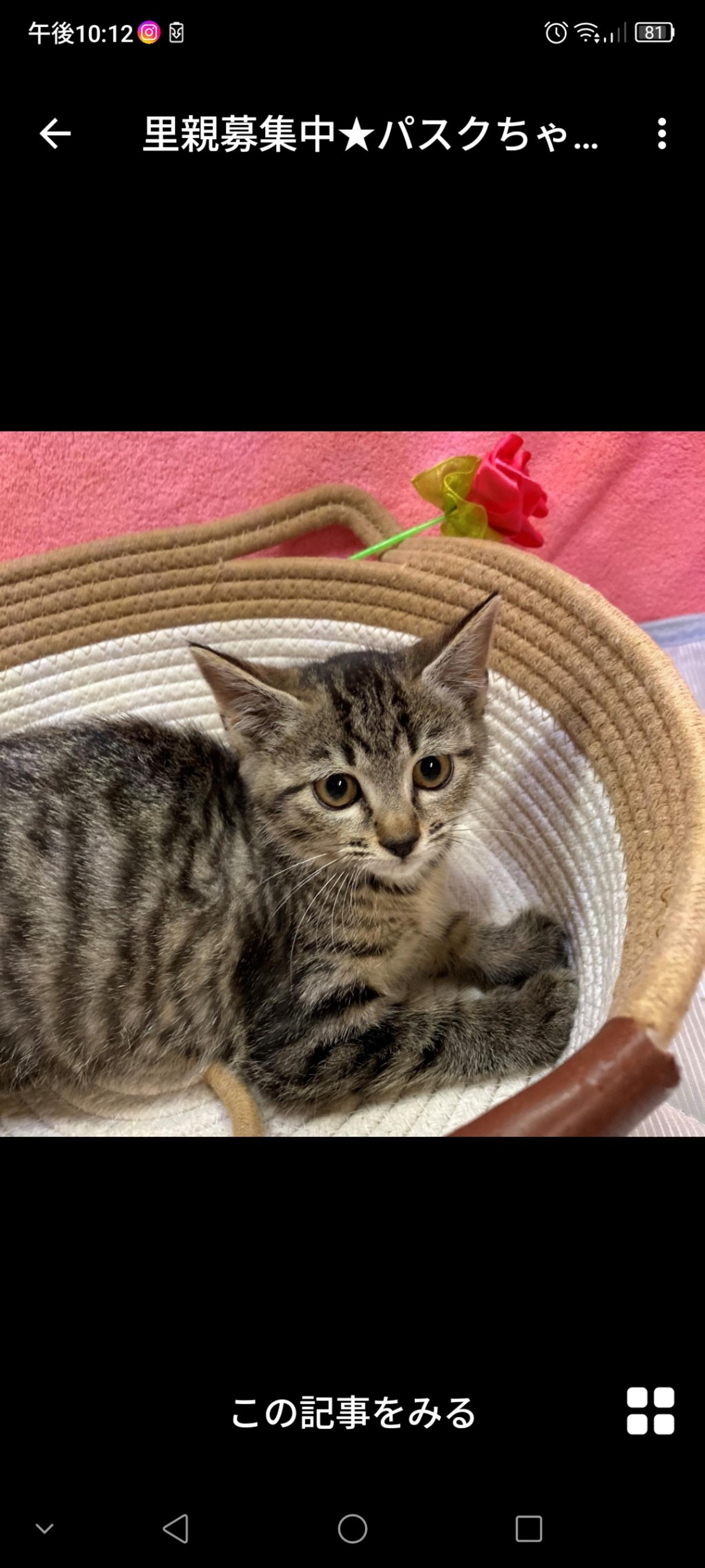 pet-image-3
