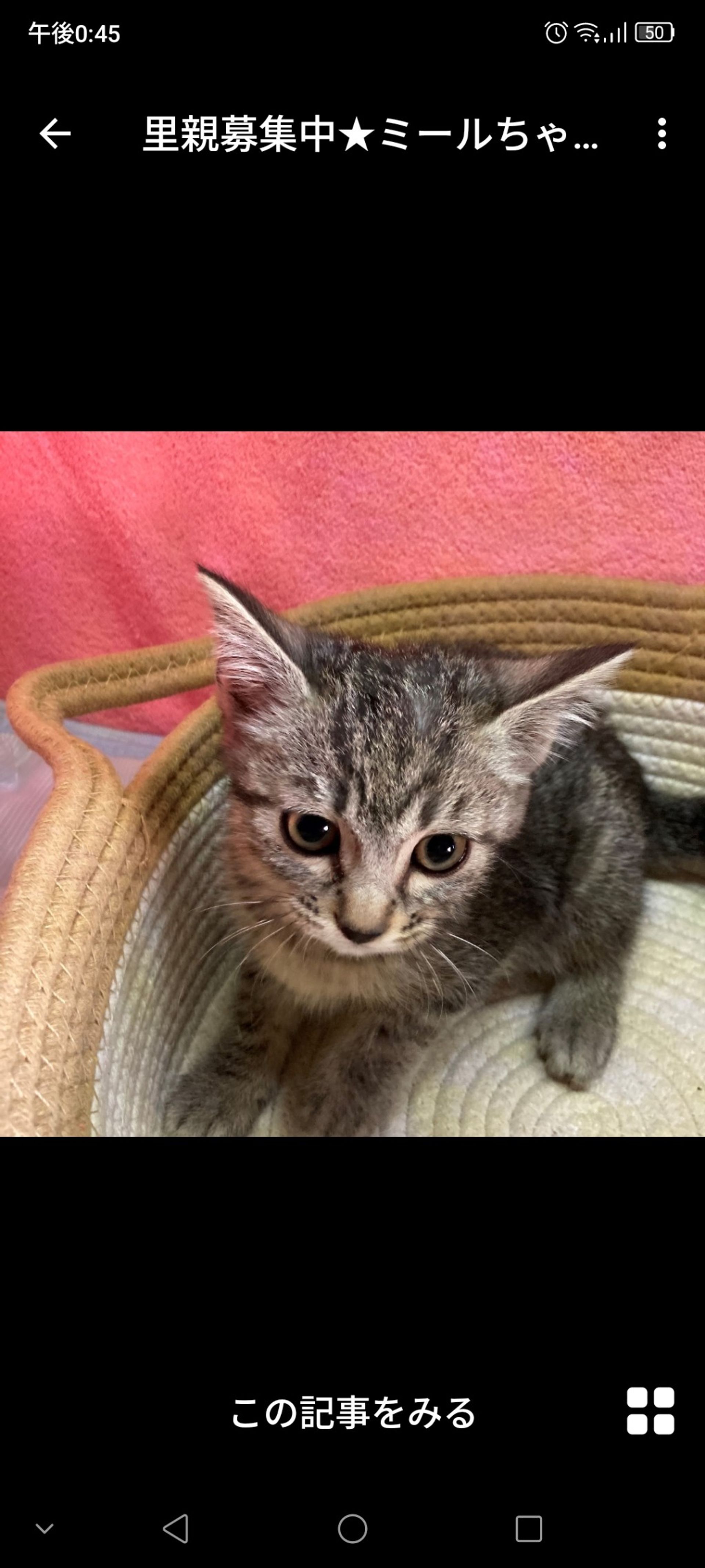 雑種（ミックス猫）・メスの里親募集の写真