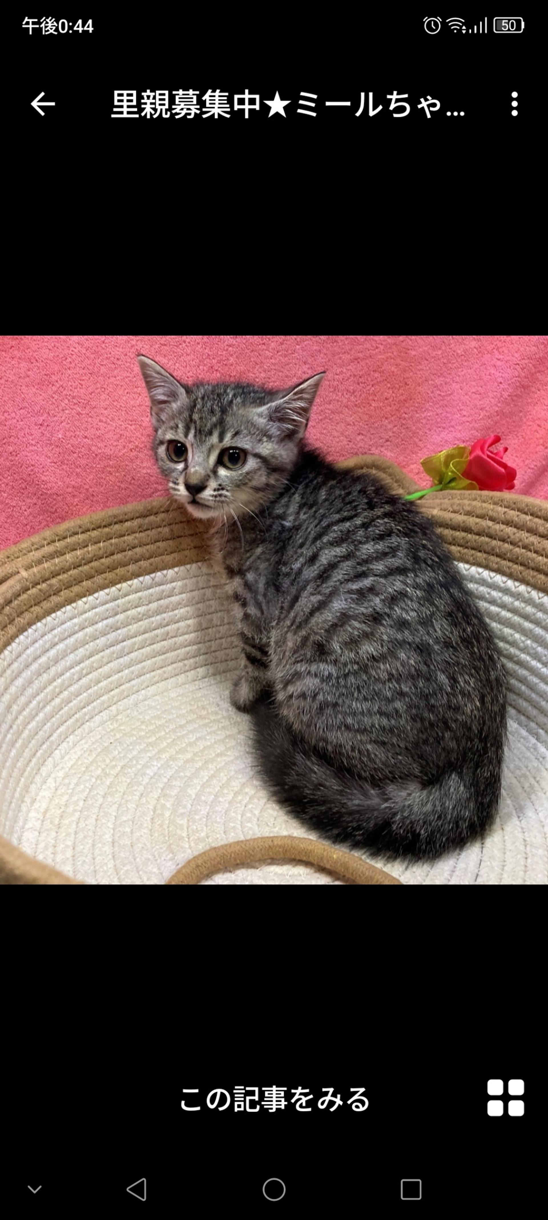 pet-image-2
