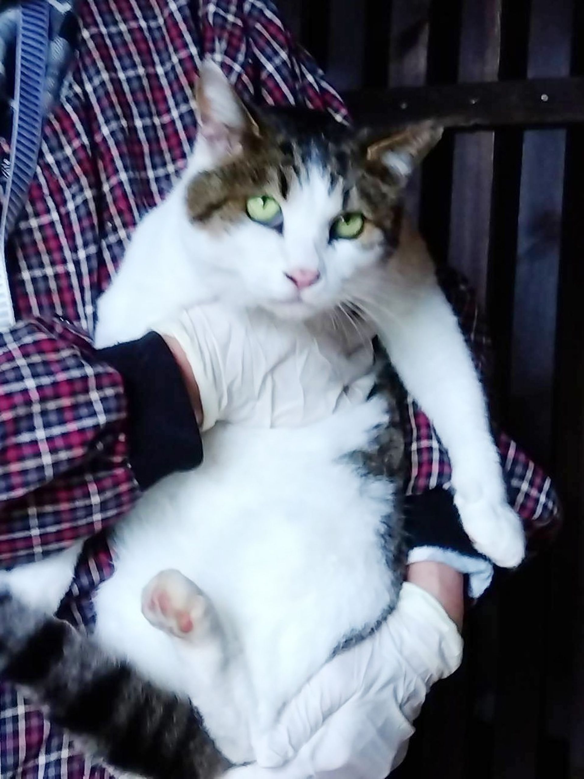 雑種（ミックス猫）・メスの里親募集の写真