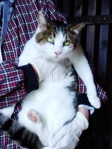 ネエネエちゃん