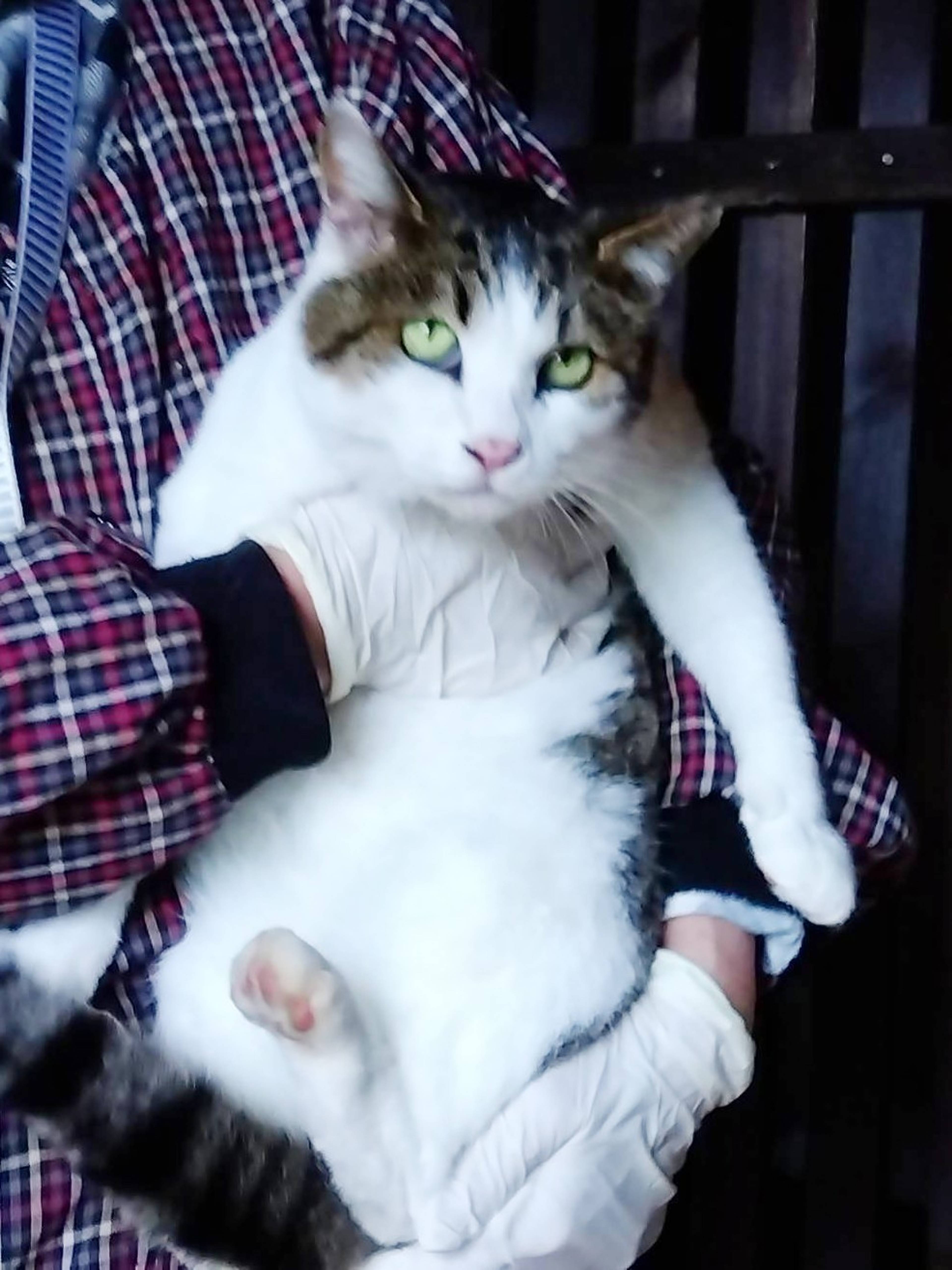 雑種（ミックス猫）・メスの里親募集の写真