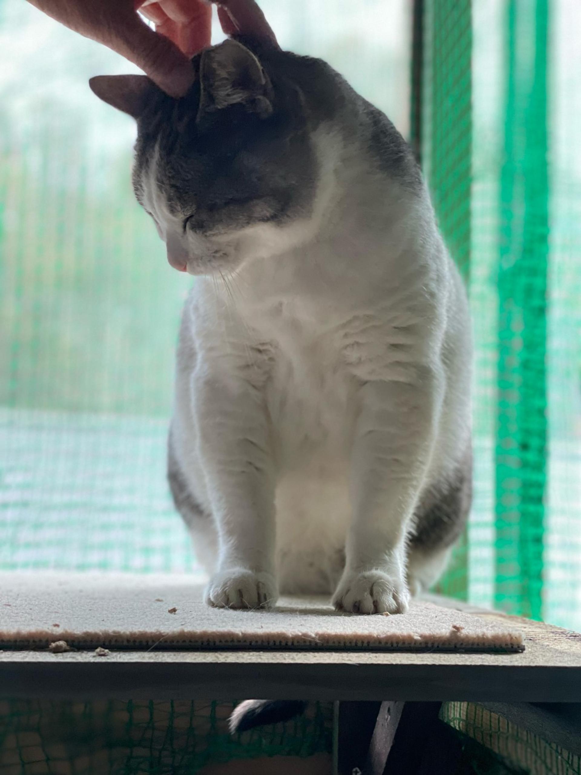 pet-image-2