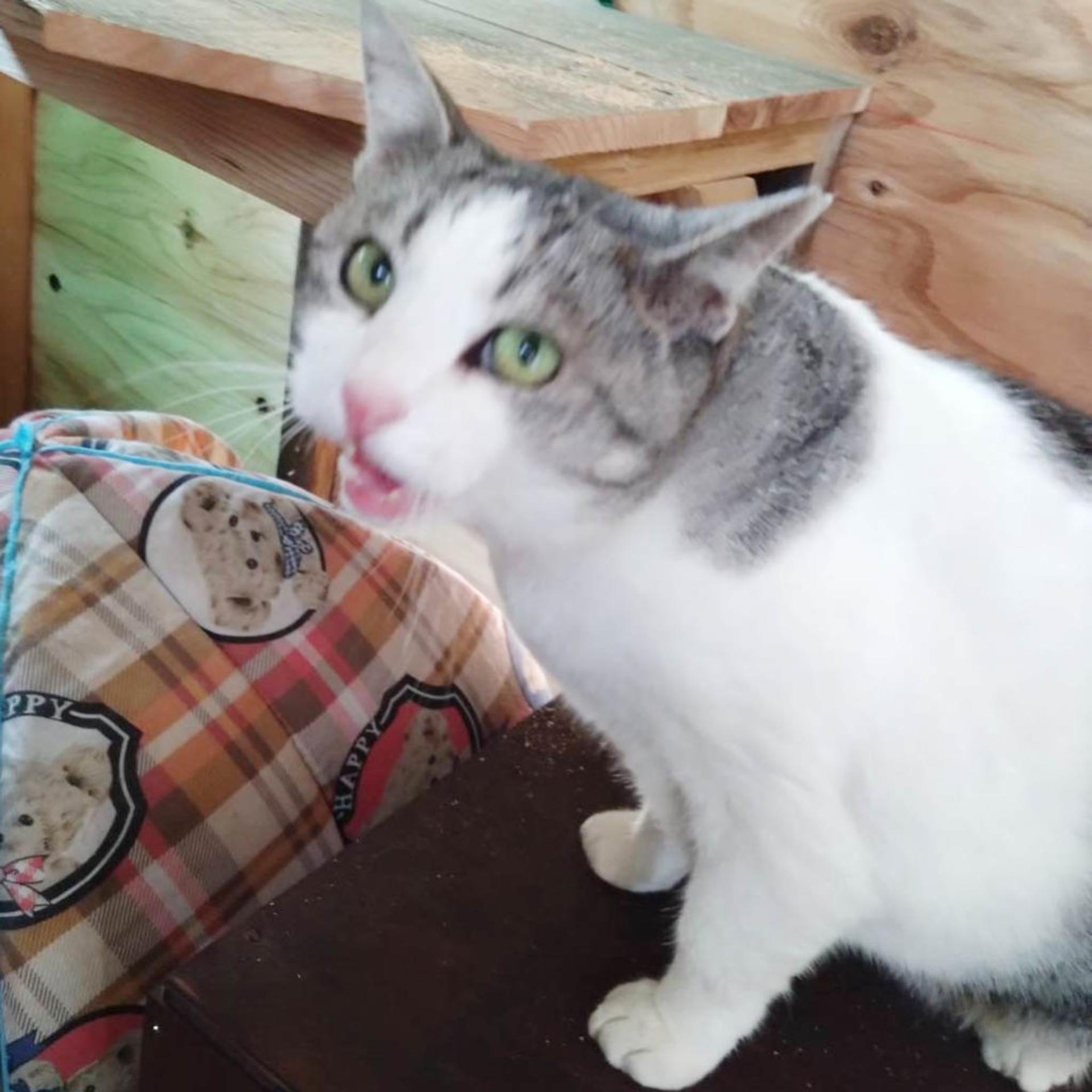 pet-image-7