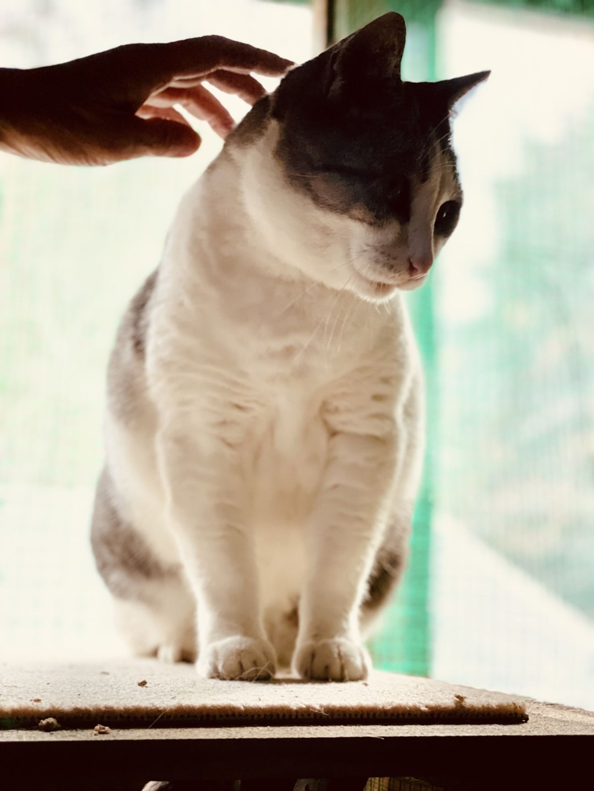 雑種（ミックス猫）・メスの里親募集の写真