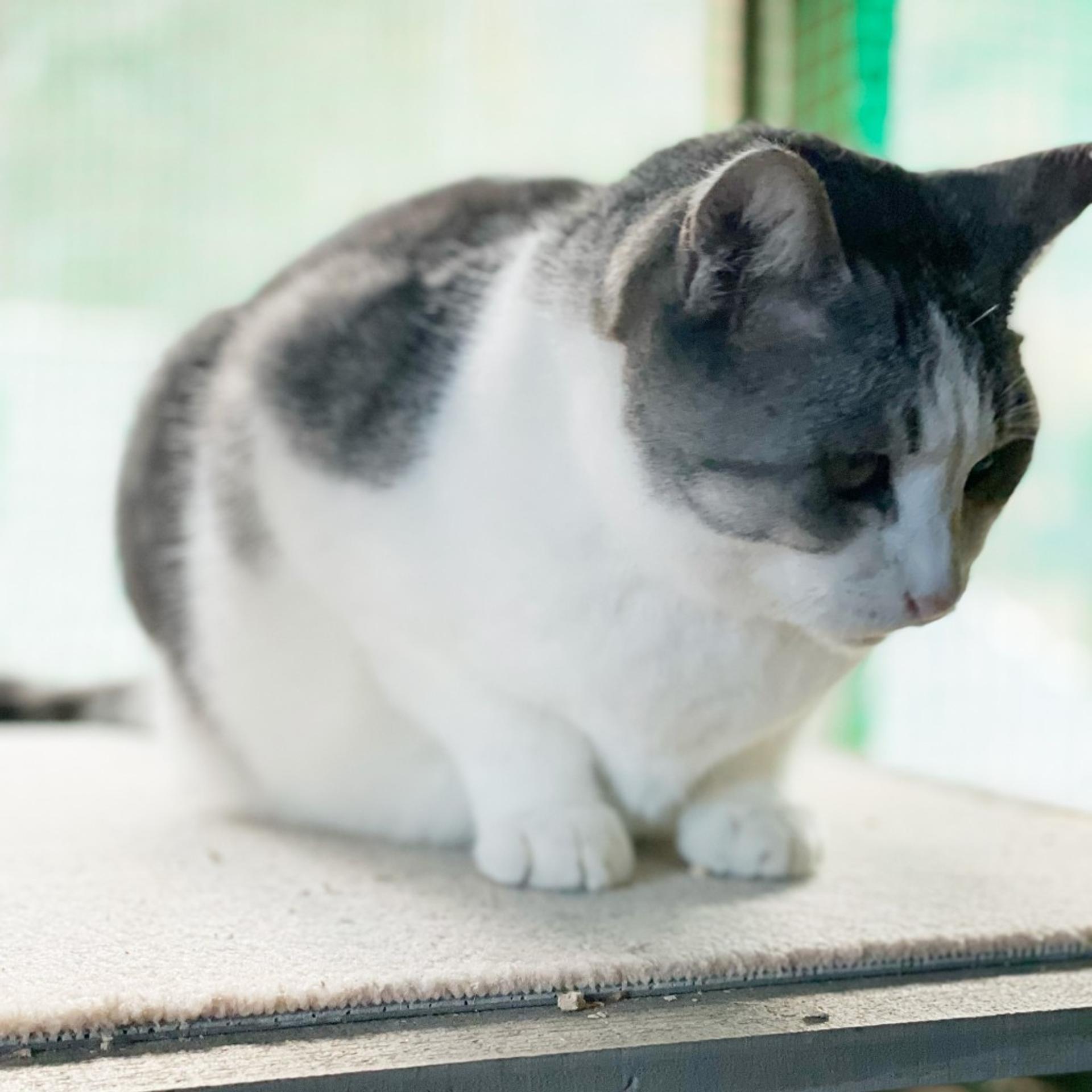 pet-image-5