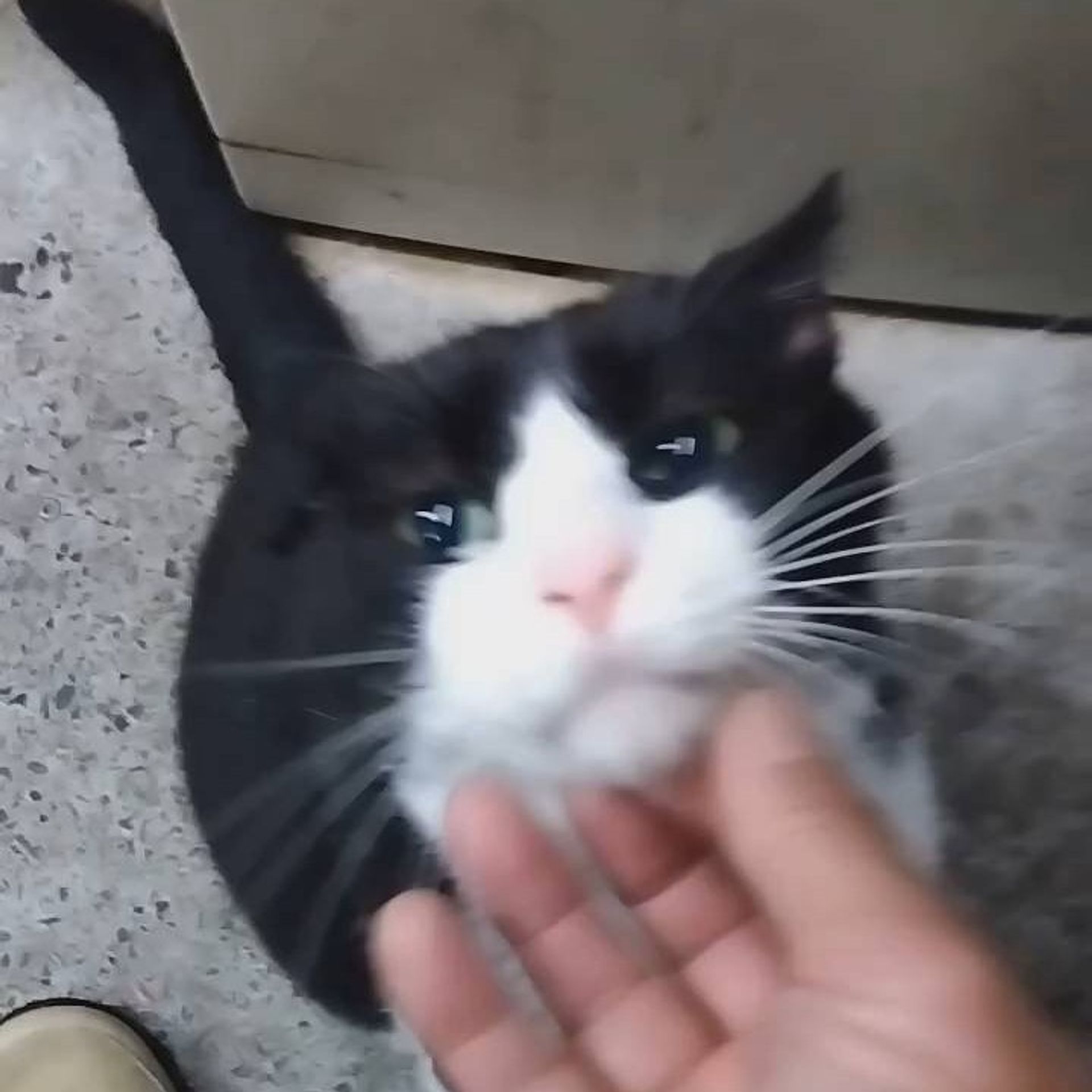 雑種（ミックス猫）・オスの里親募集の写真