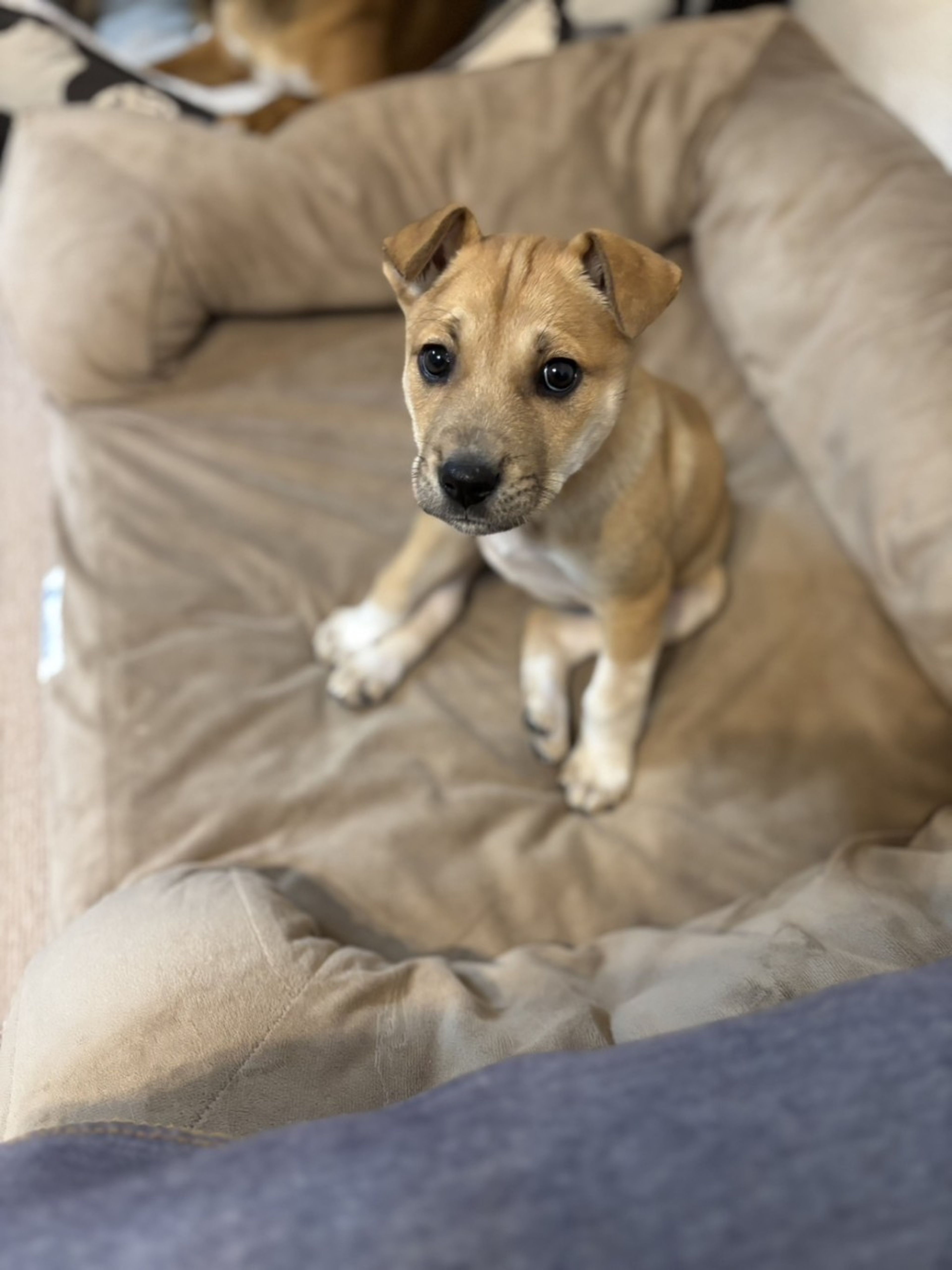 pet-image-2