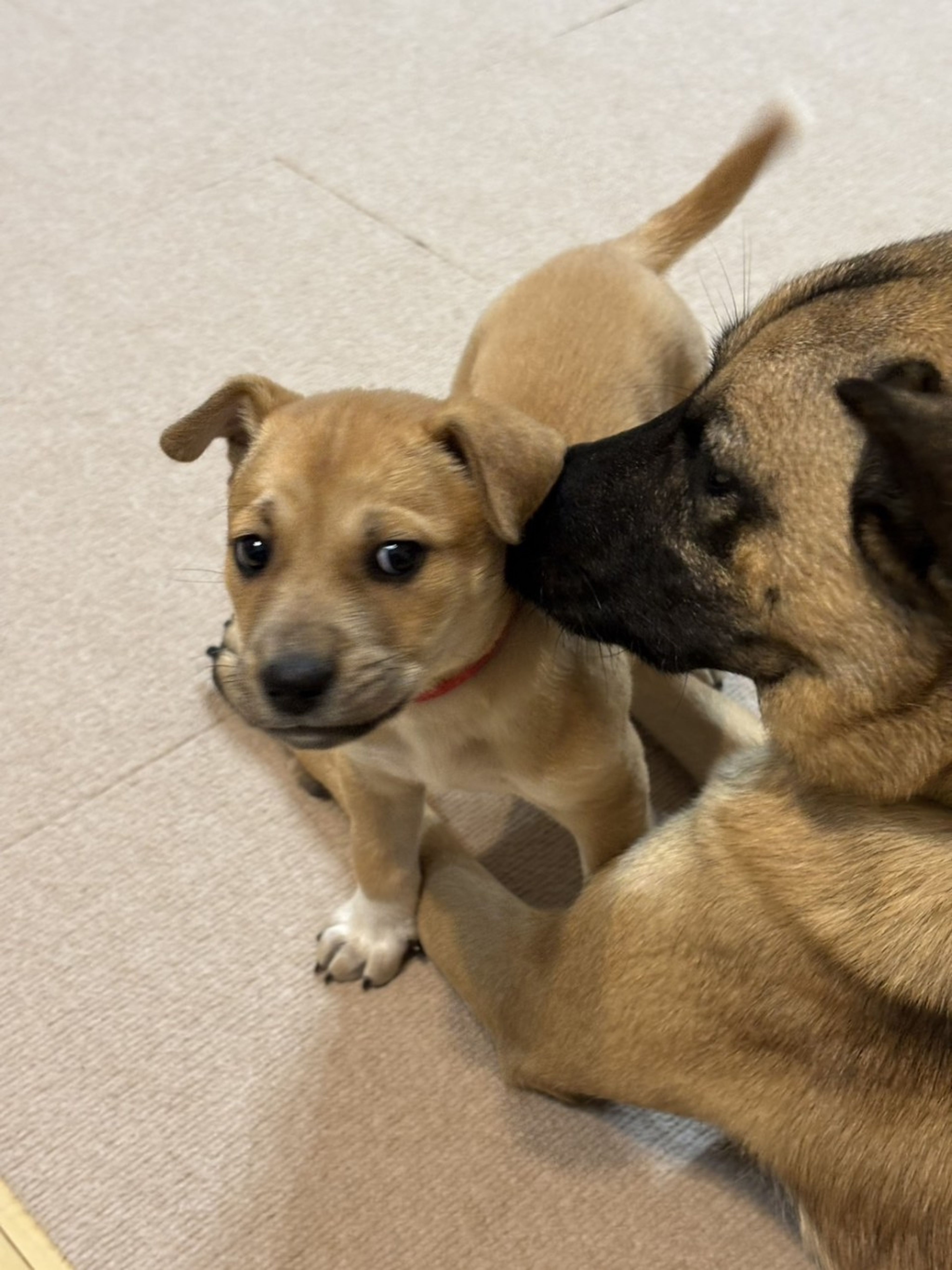 pet-image-3