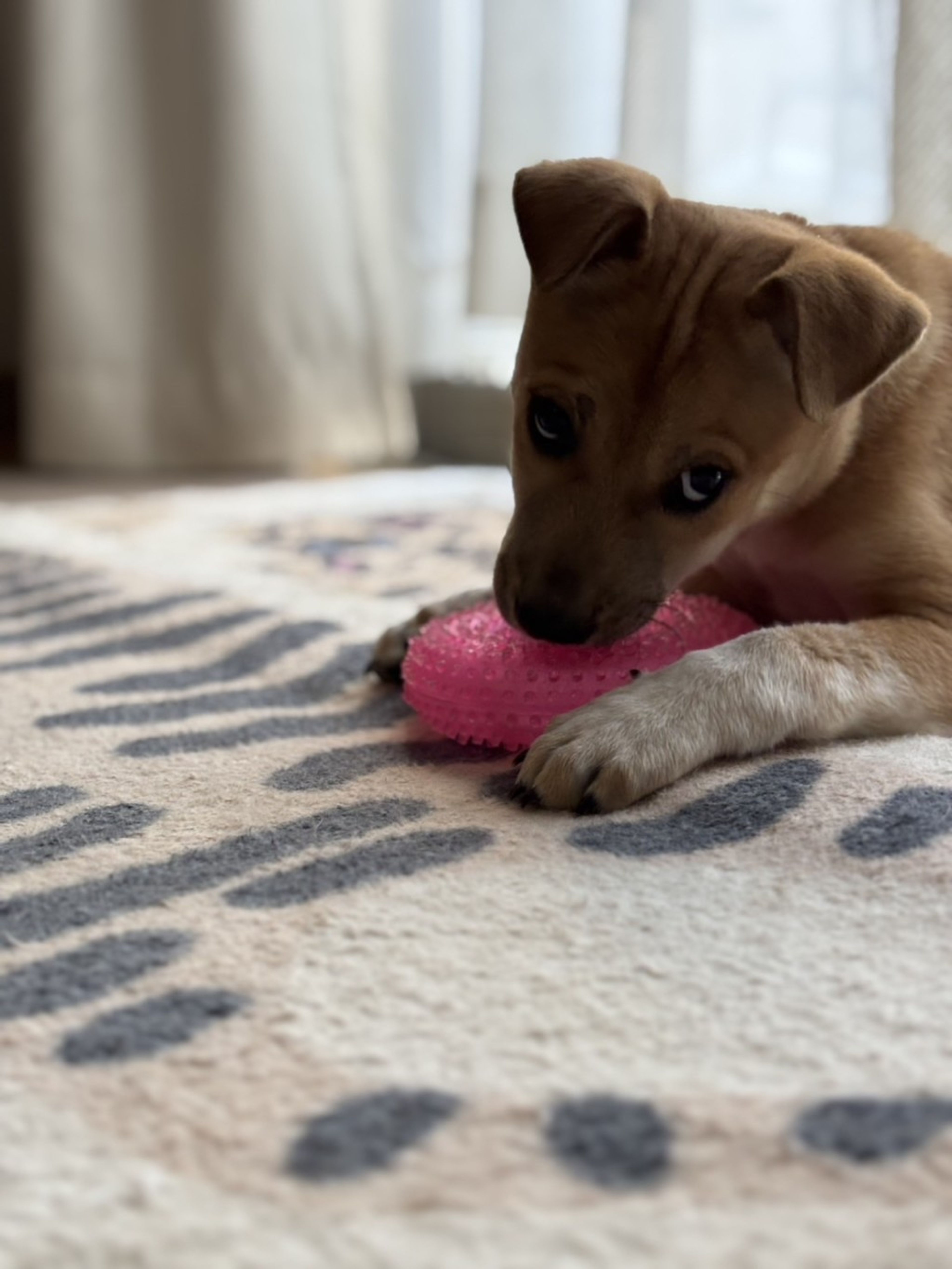 pet-image-4