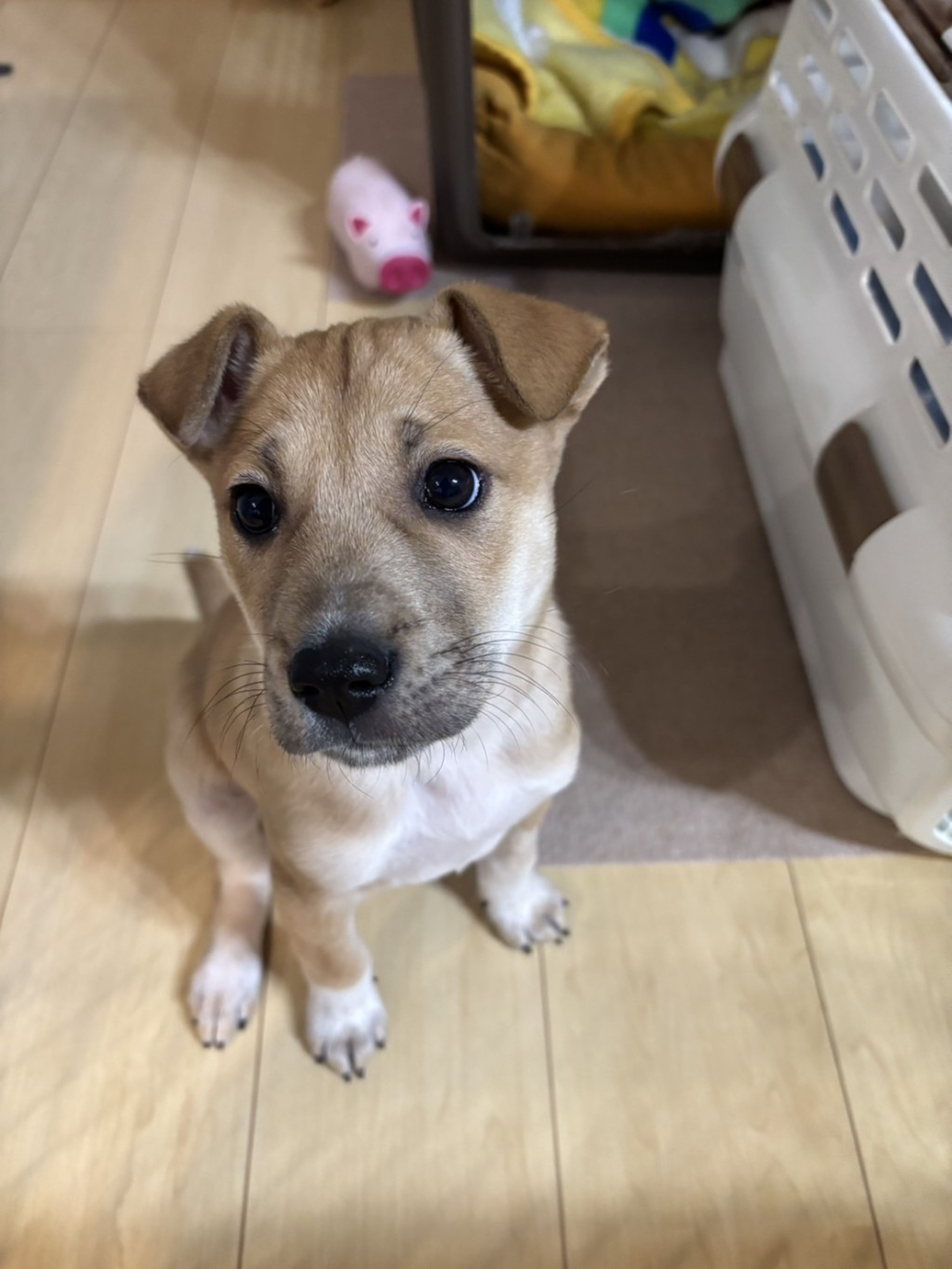 雑種（ミックス犬）・オスの里親募集の写真
