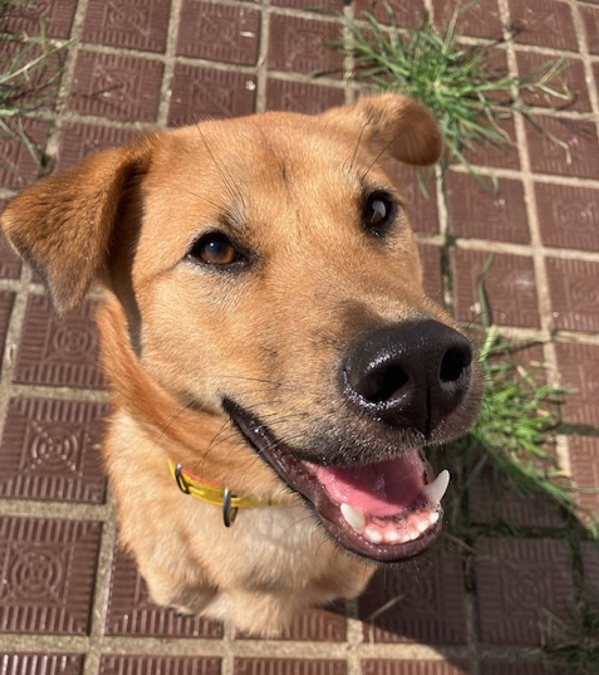 雑種（ミックス犬）・オスの里親募集の写真