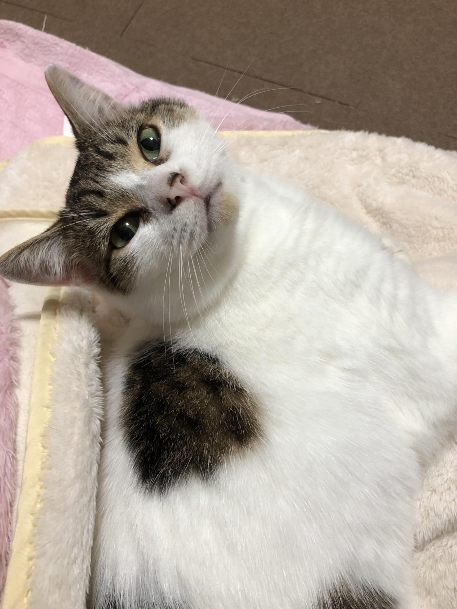 pet-image-3