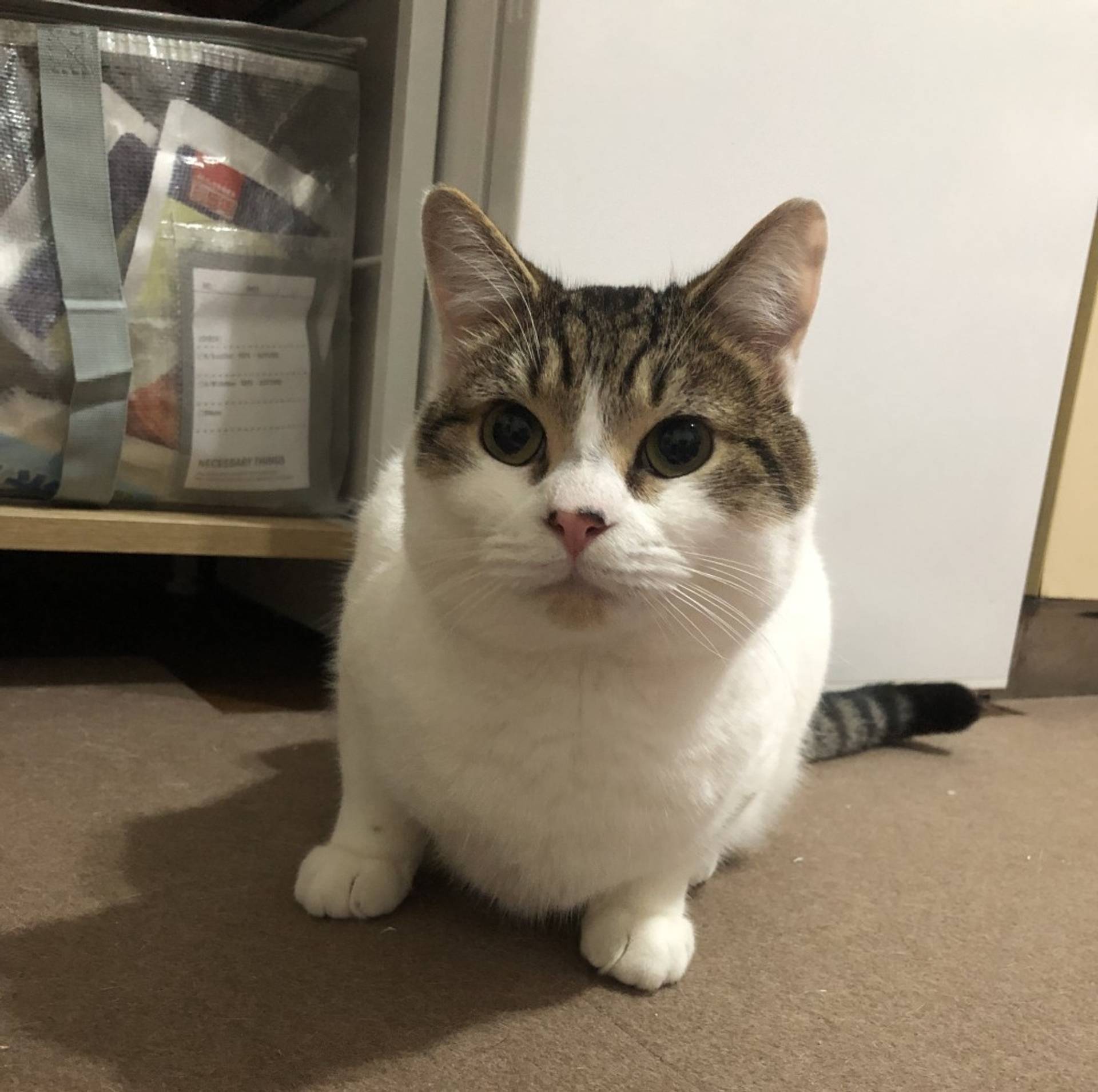 雑種（ミックス猫）・オスの里親募集の写真