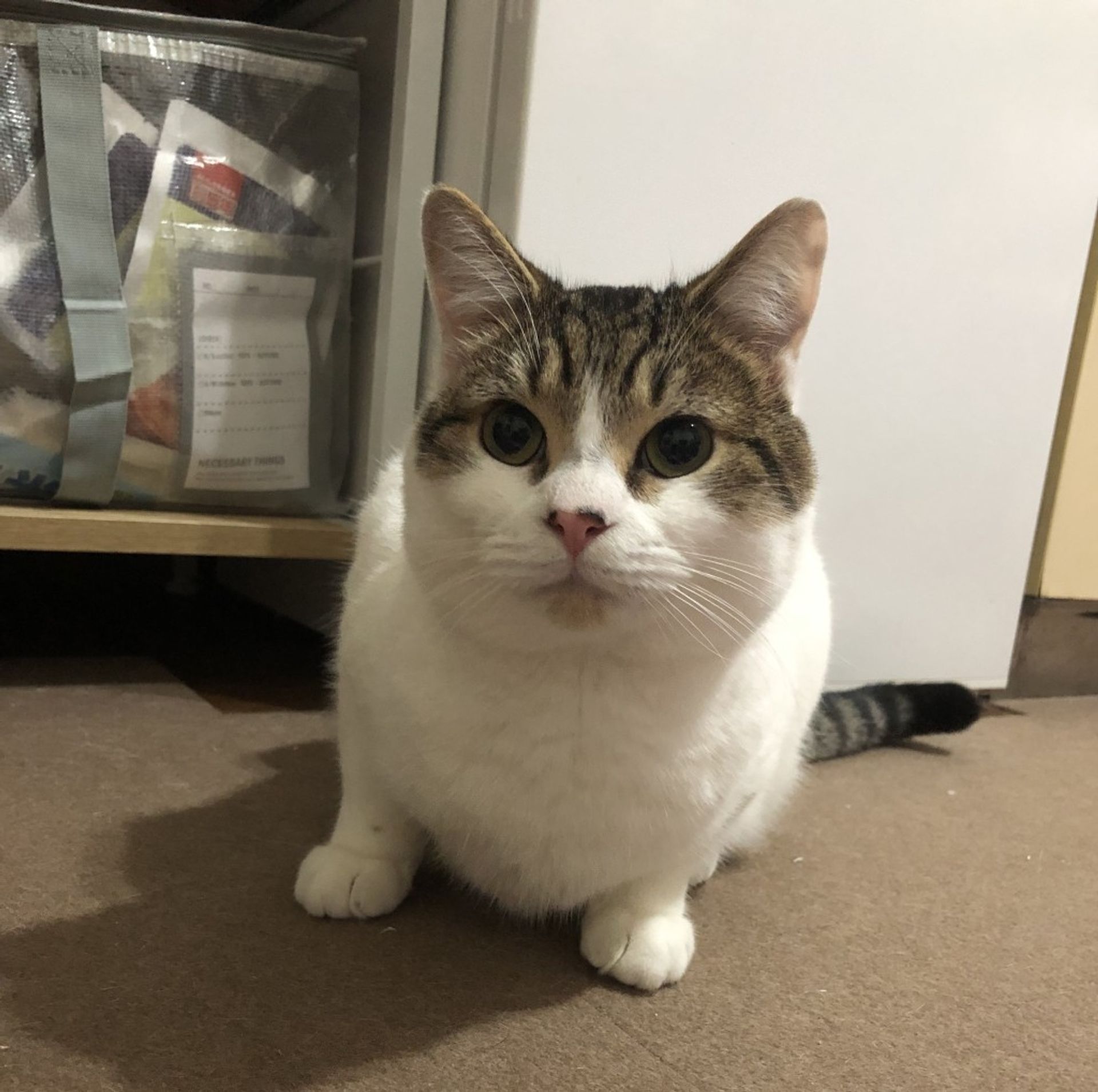 雑種（ミックス猫）・オスの里親募集の写真