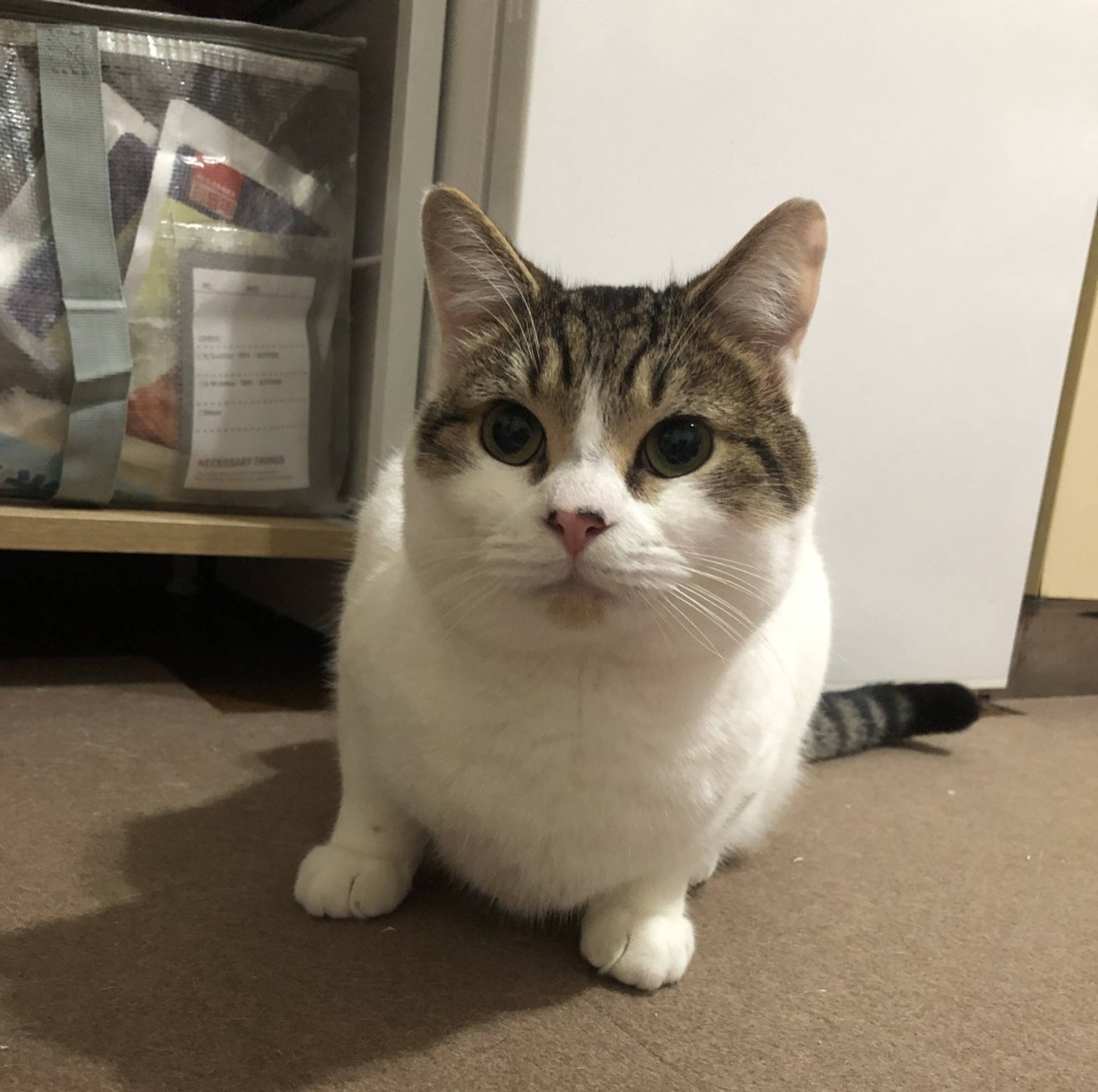雑種（ミックス猫）・オスの里親募集の写真