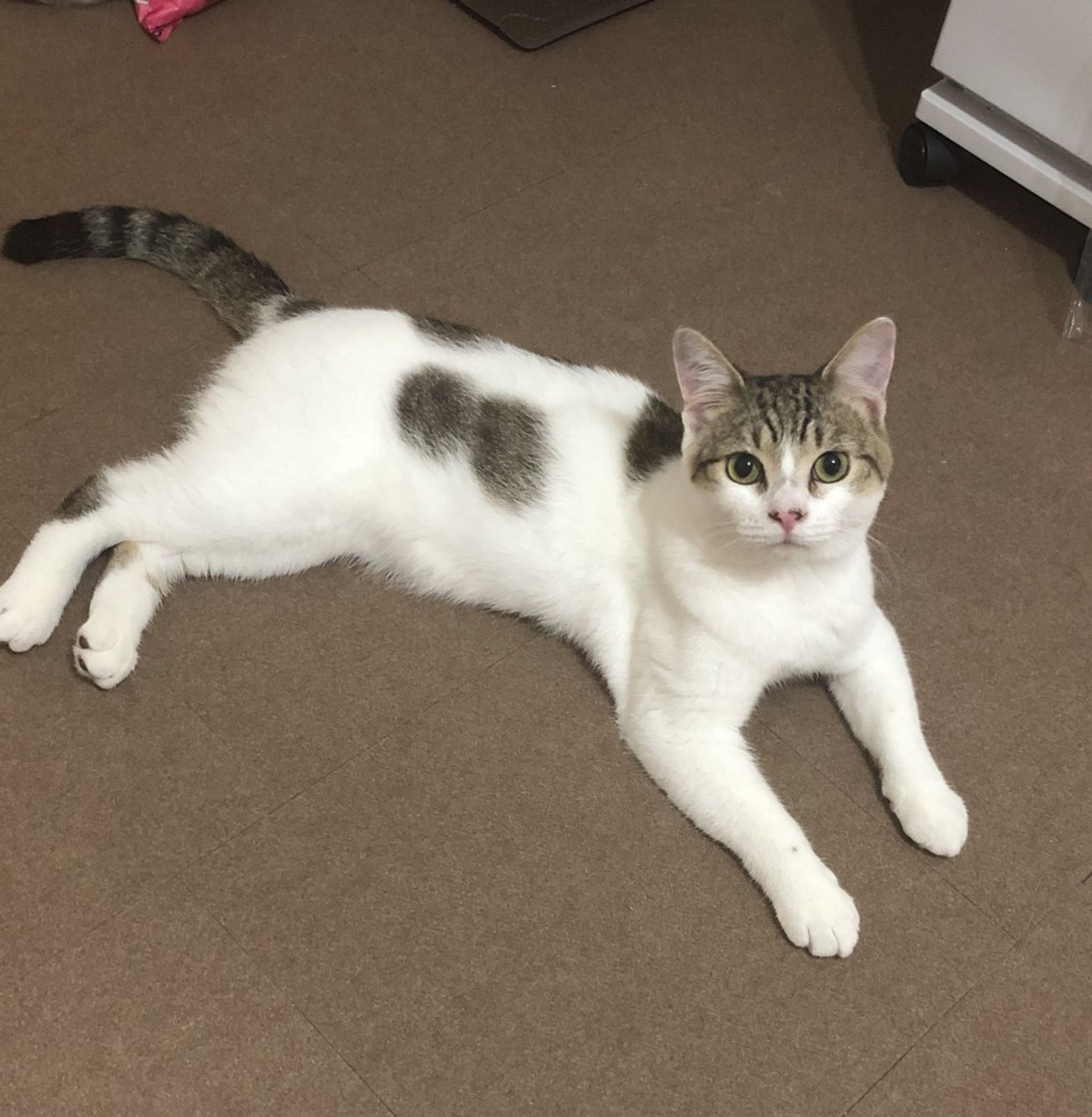 雑種（ミックス猫）・オスの里親募集の写真