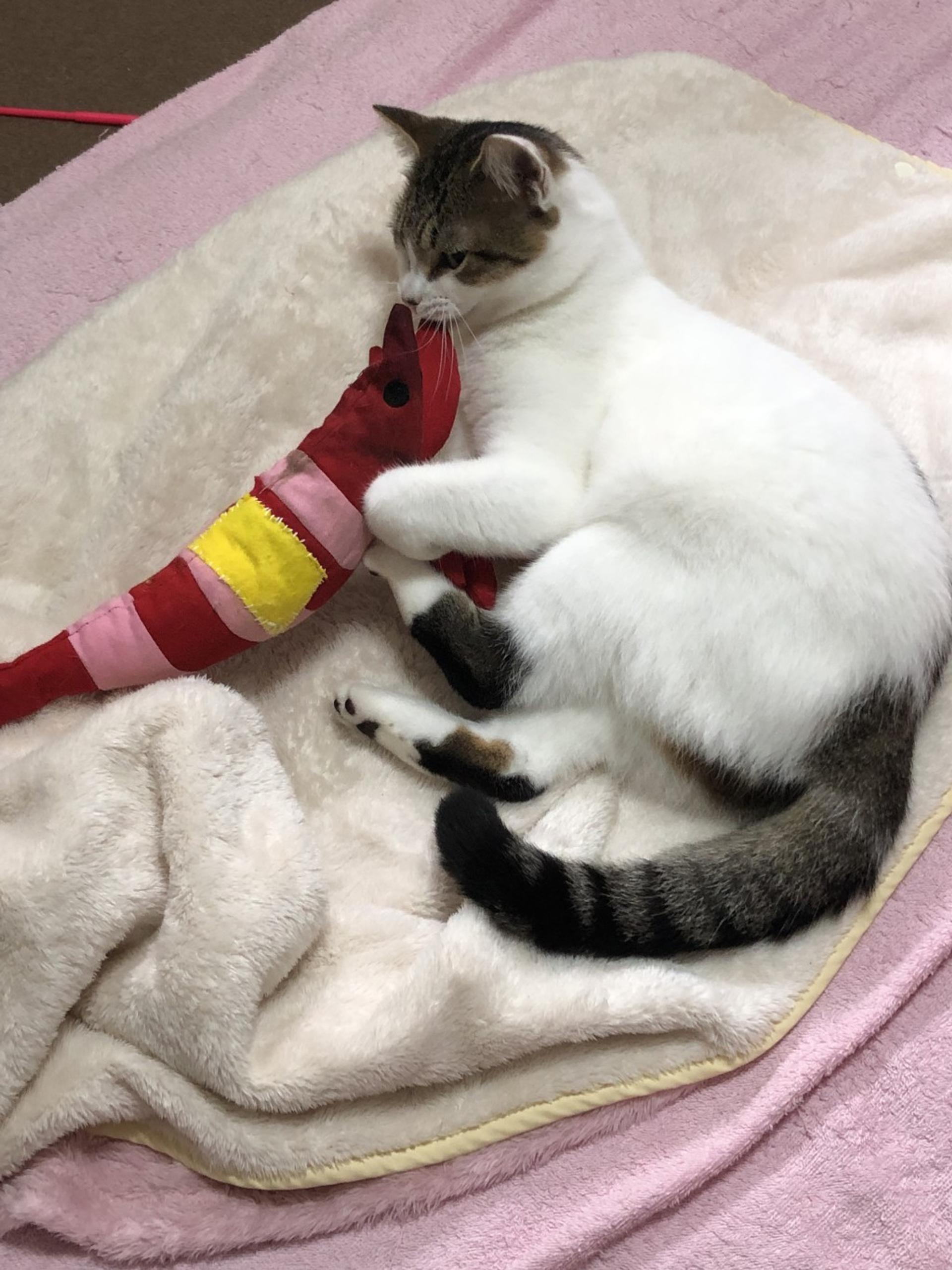 pet-image-7