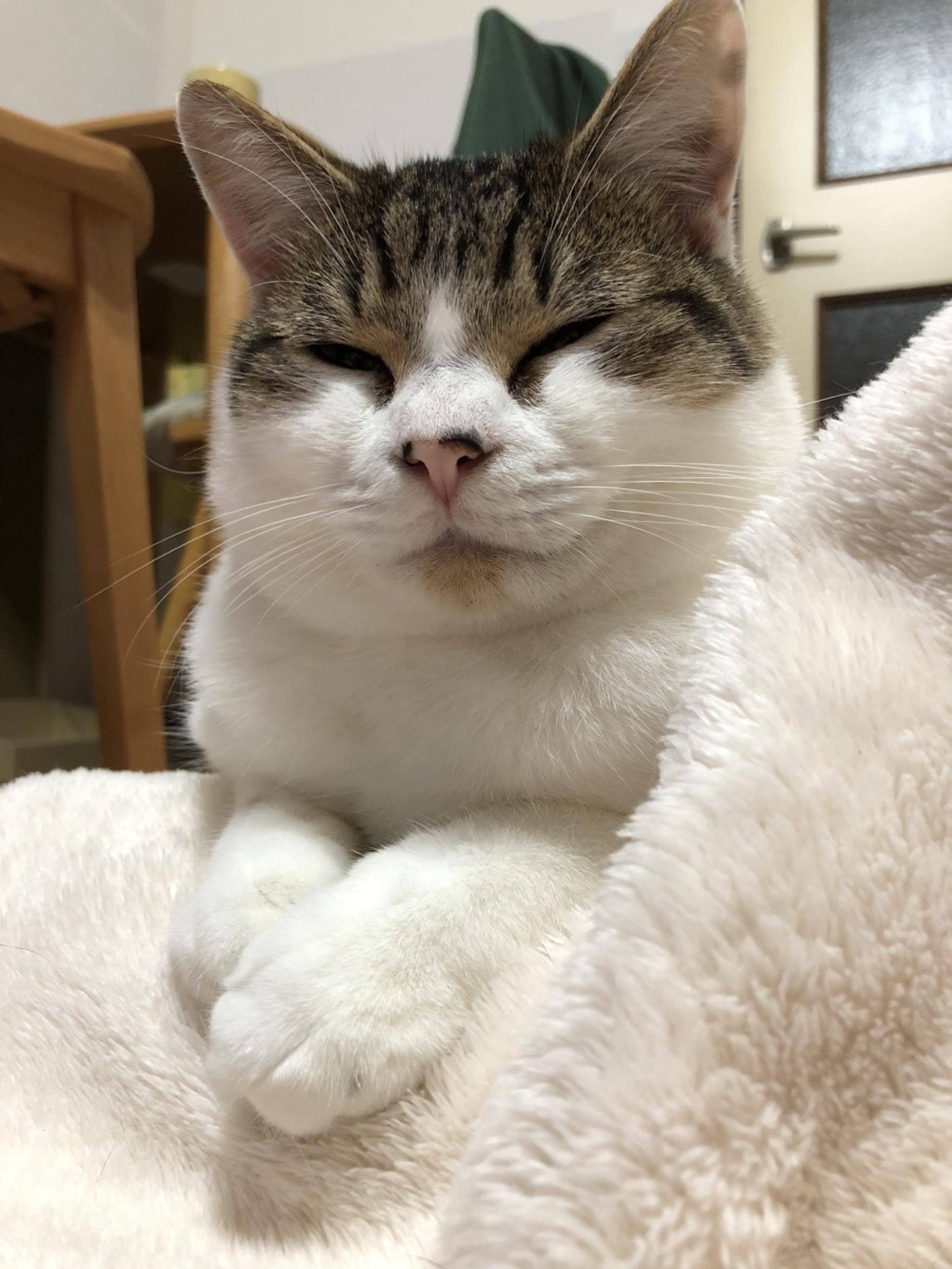 pet-image-9