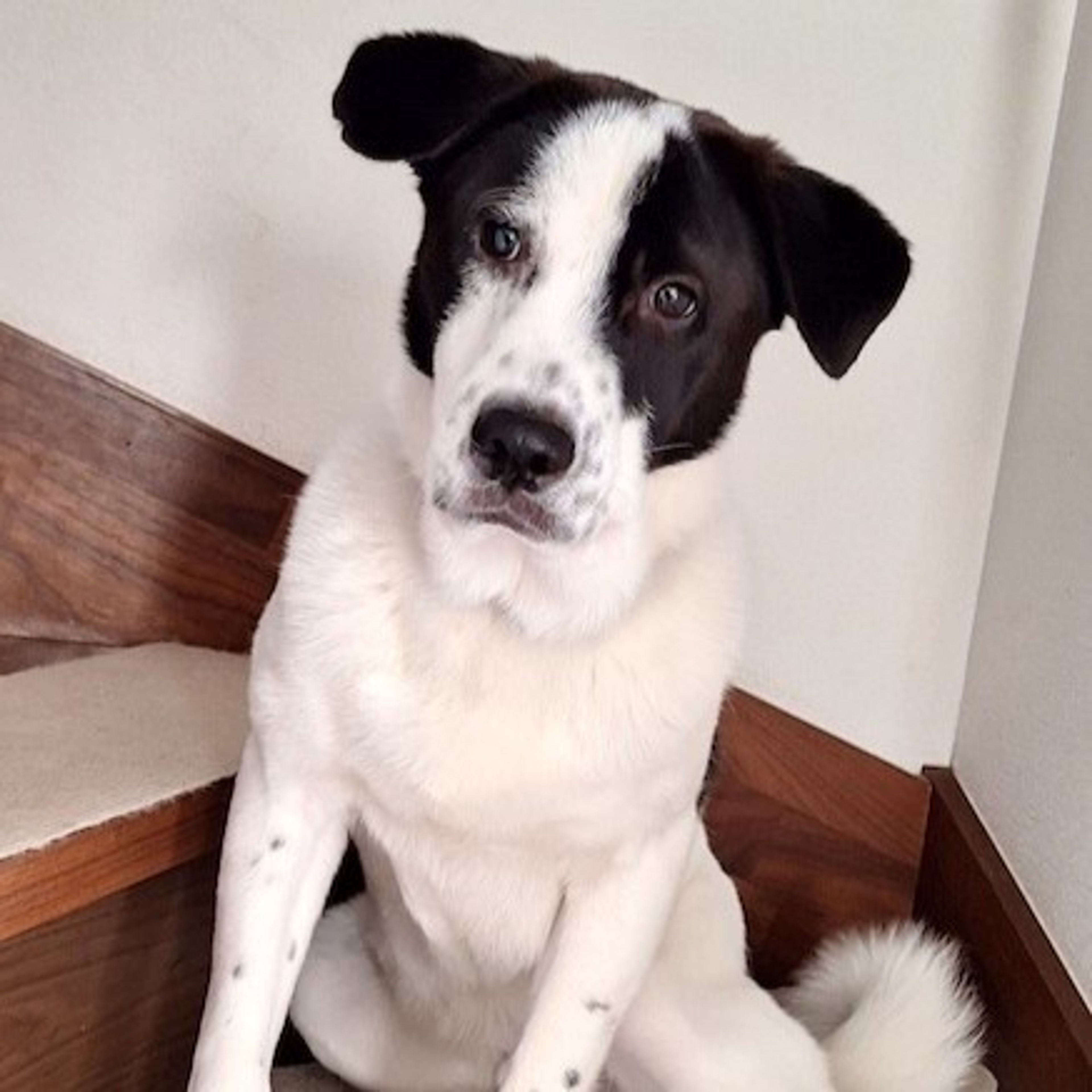 pet-image-3