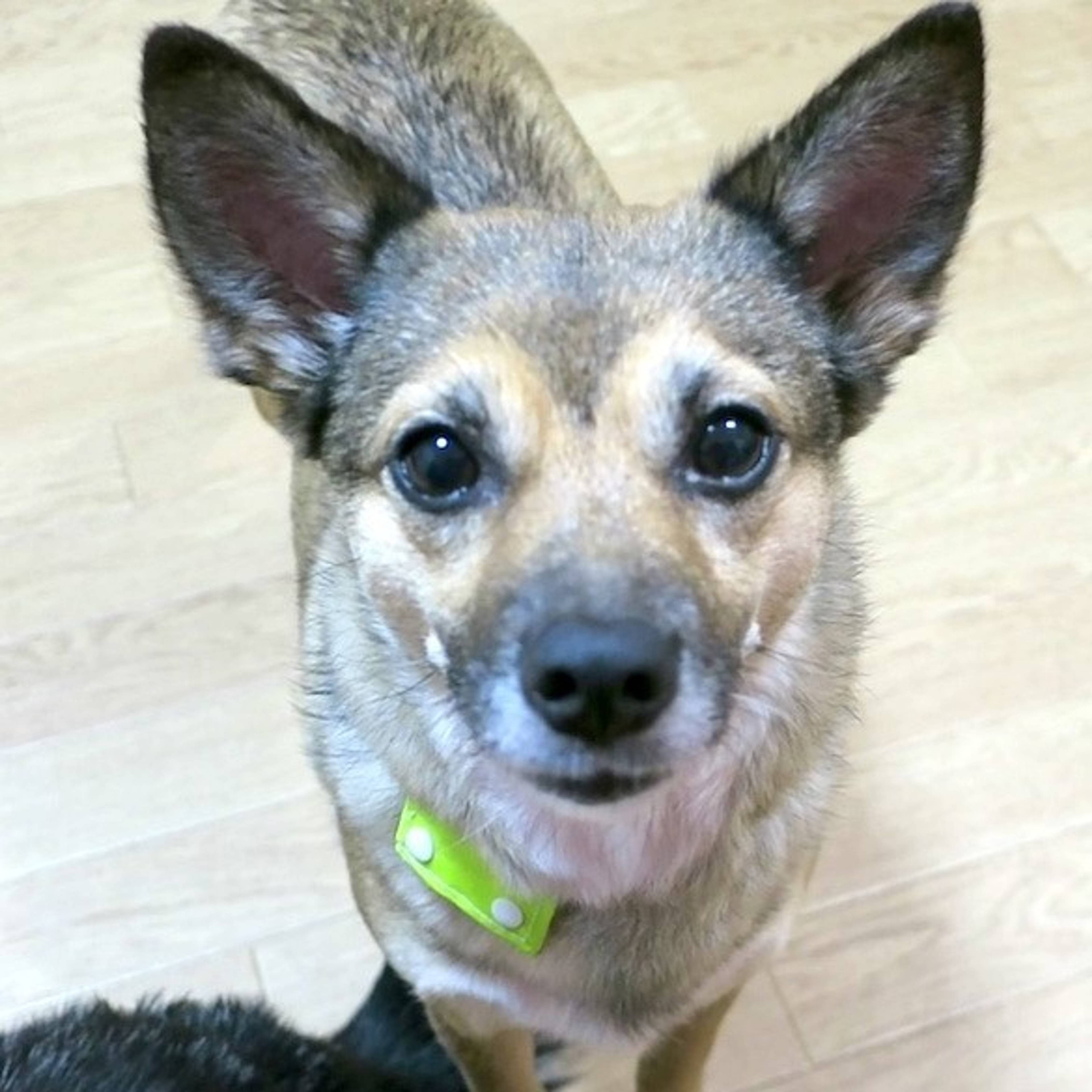 雑種（ミックス犬）・メスの里親募集の写真