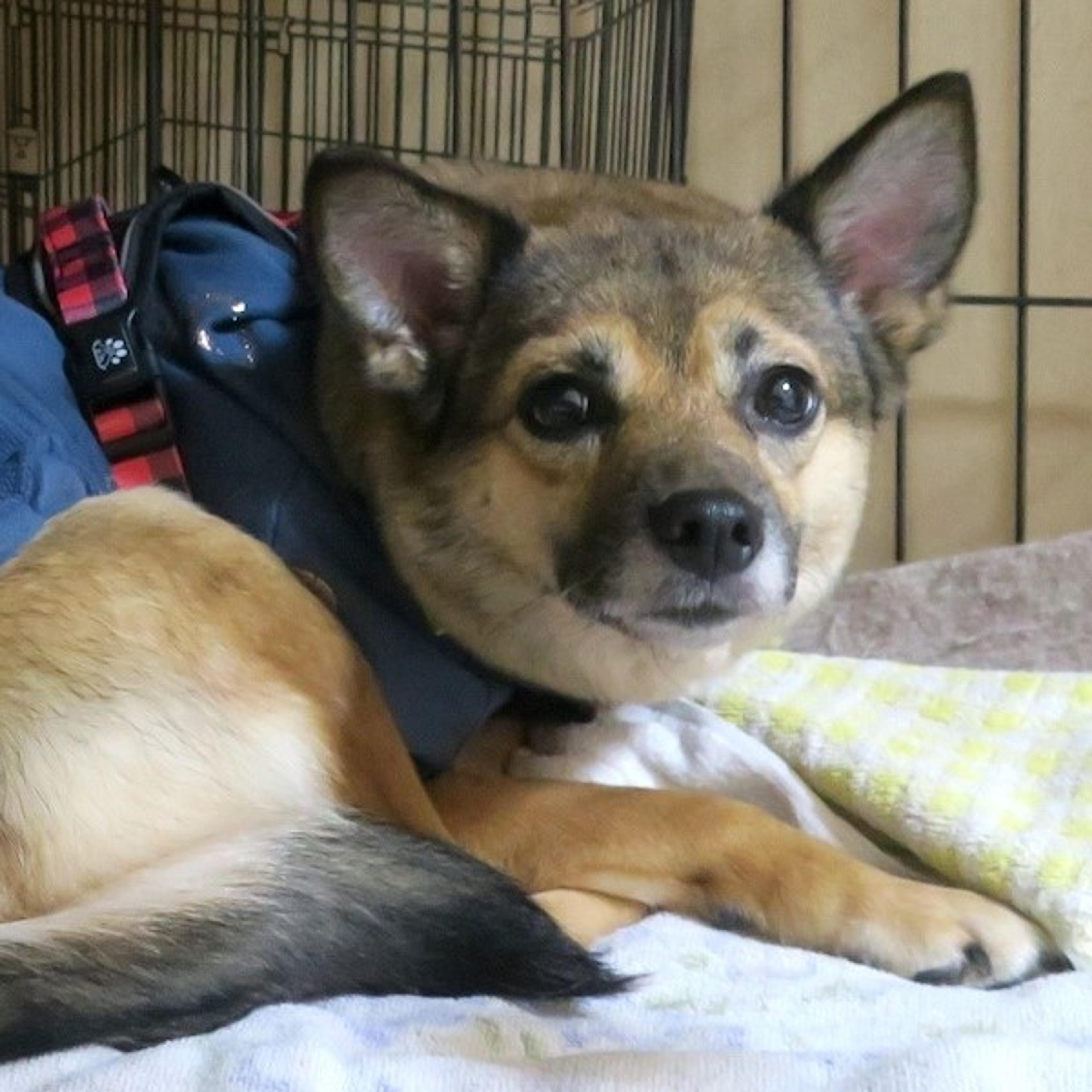 pet-image-2