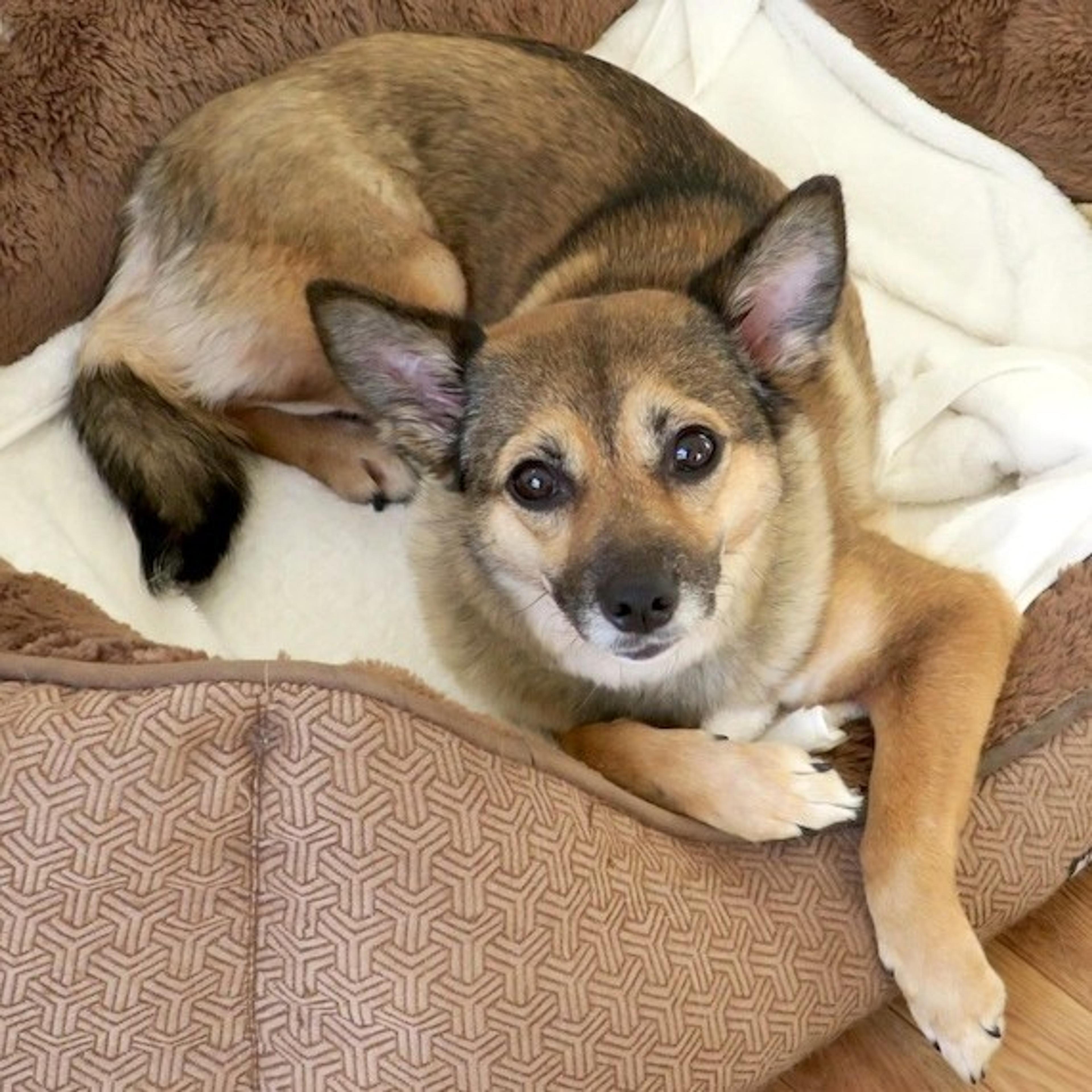 pet-image-3