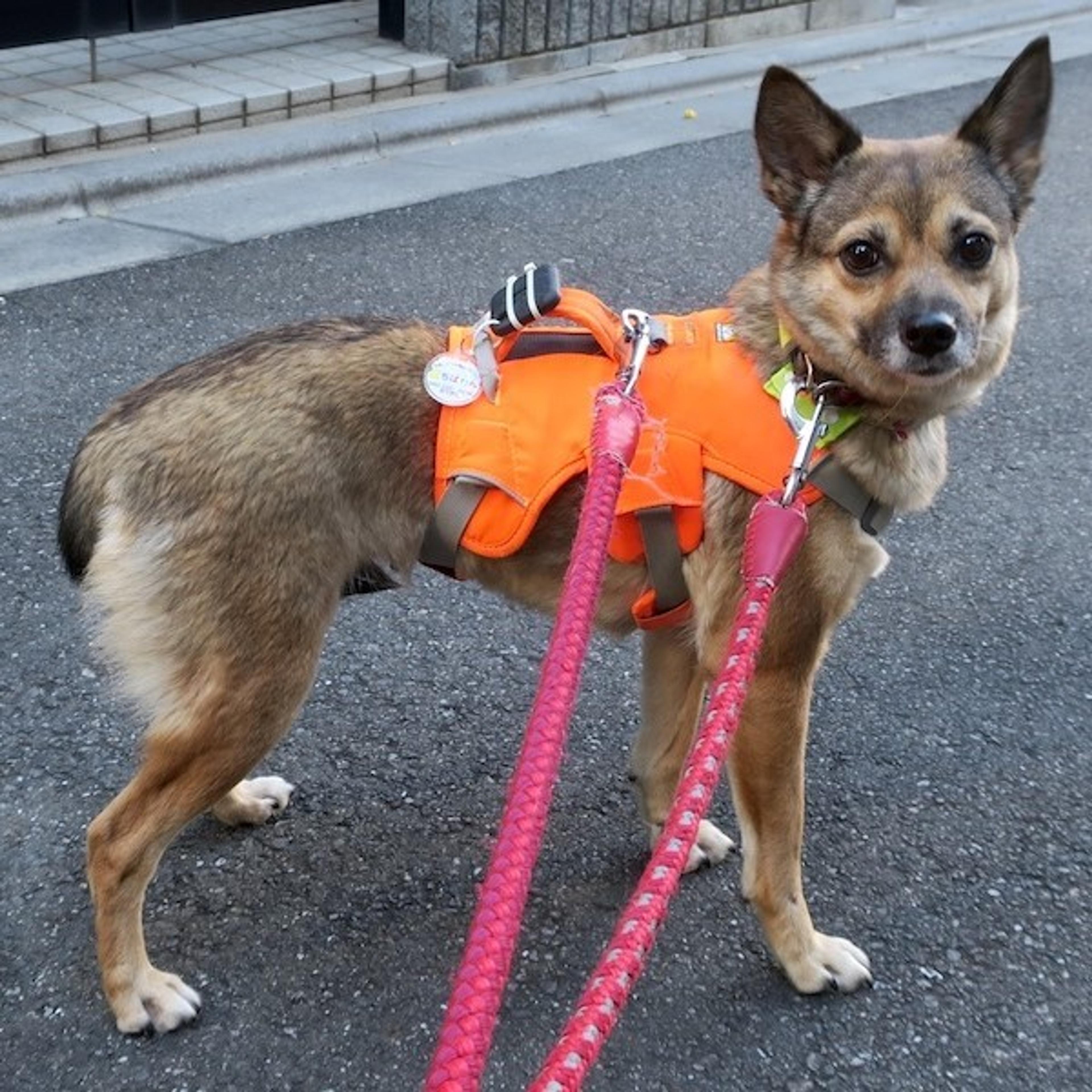 pet-image-4