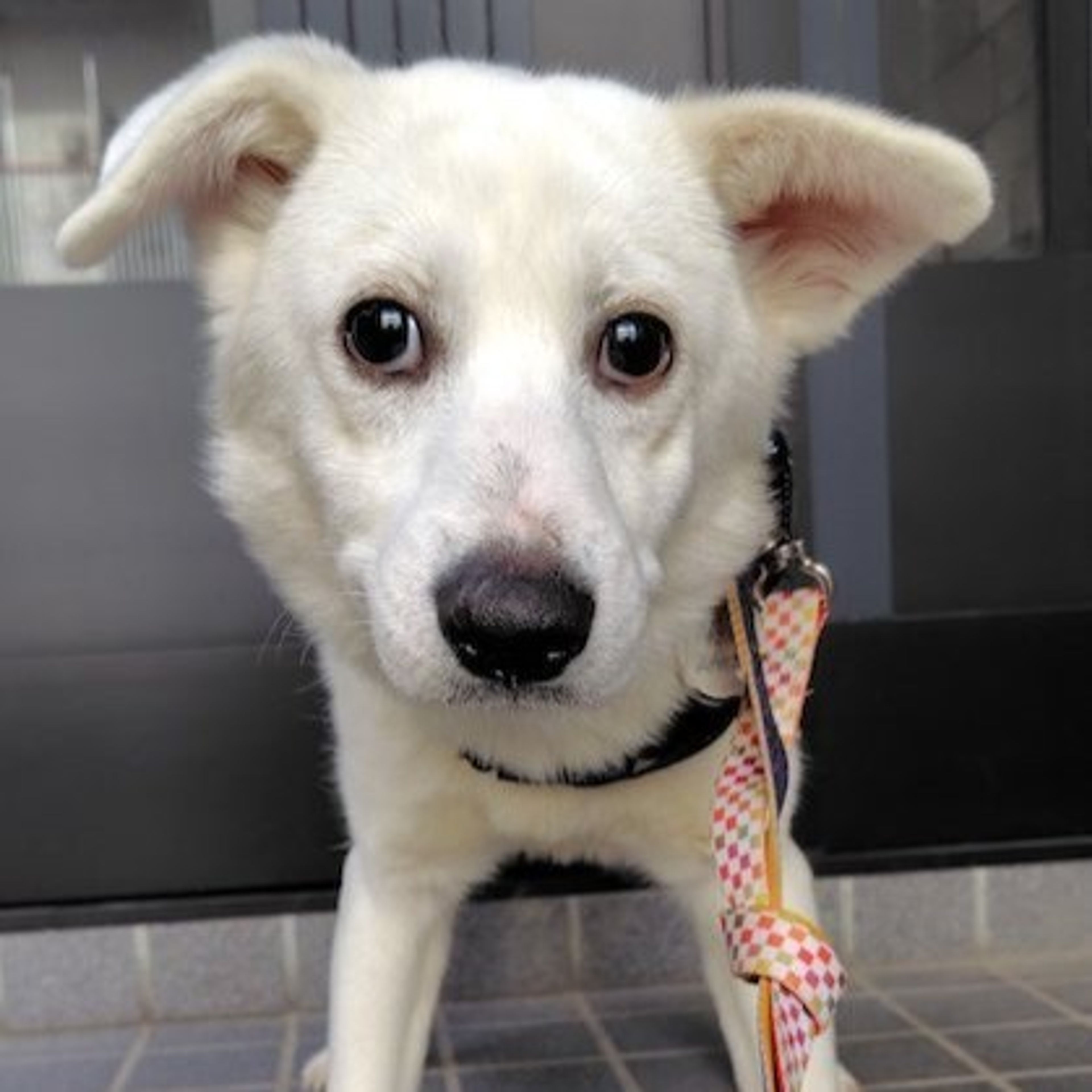 pet-image-2