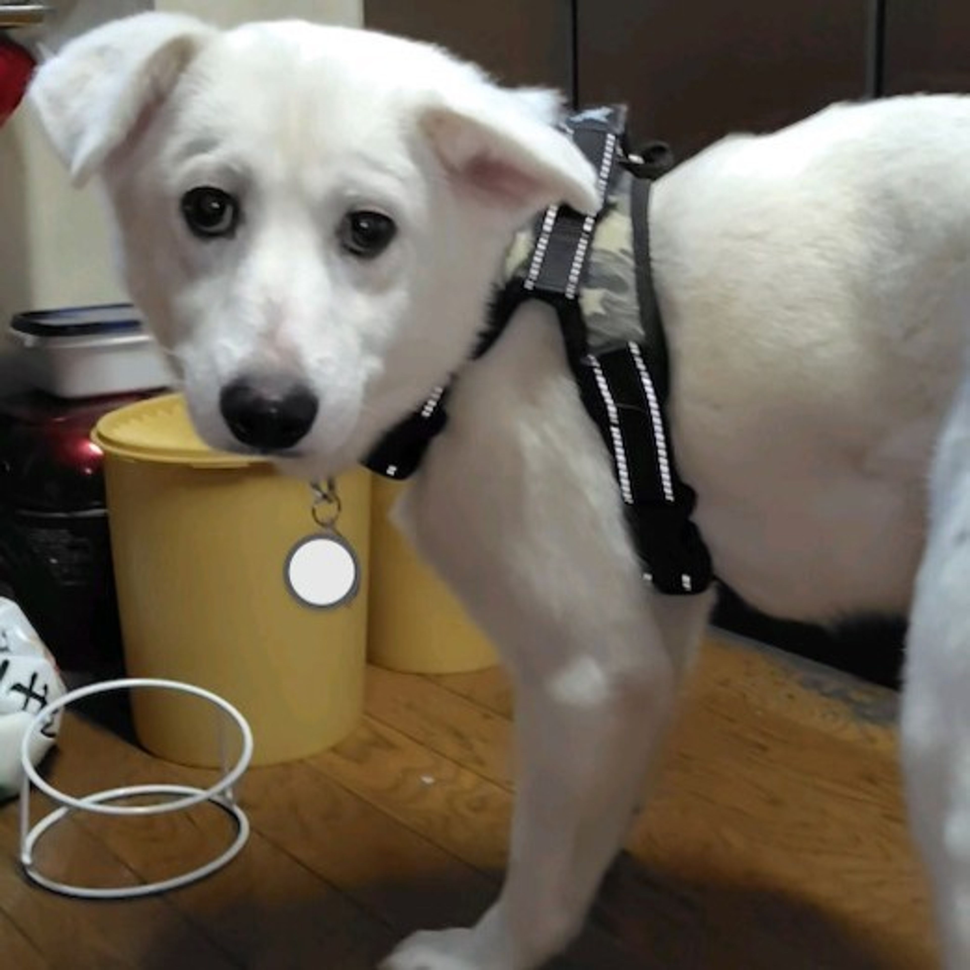 pet-image-3