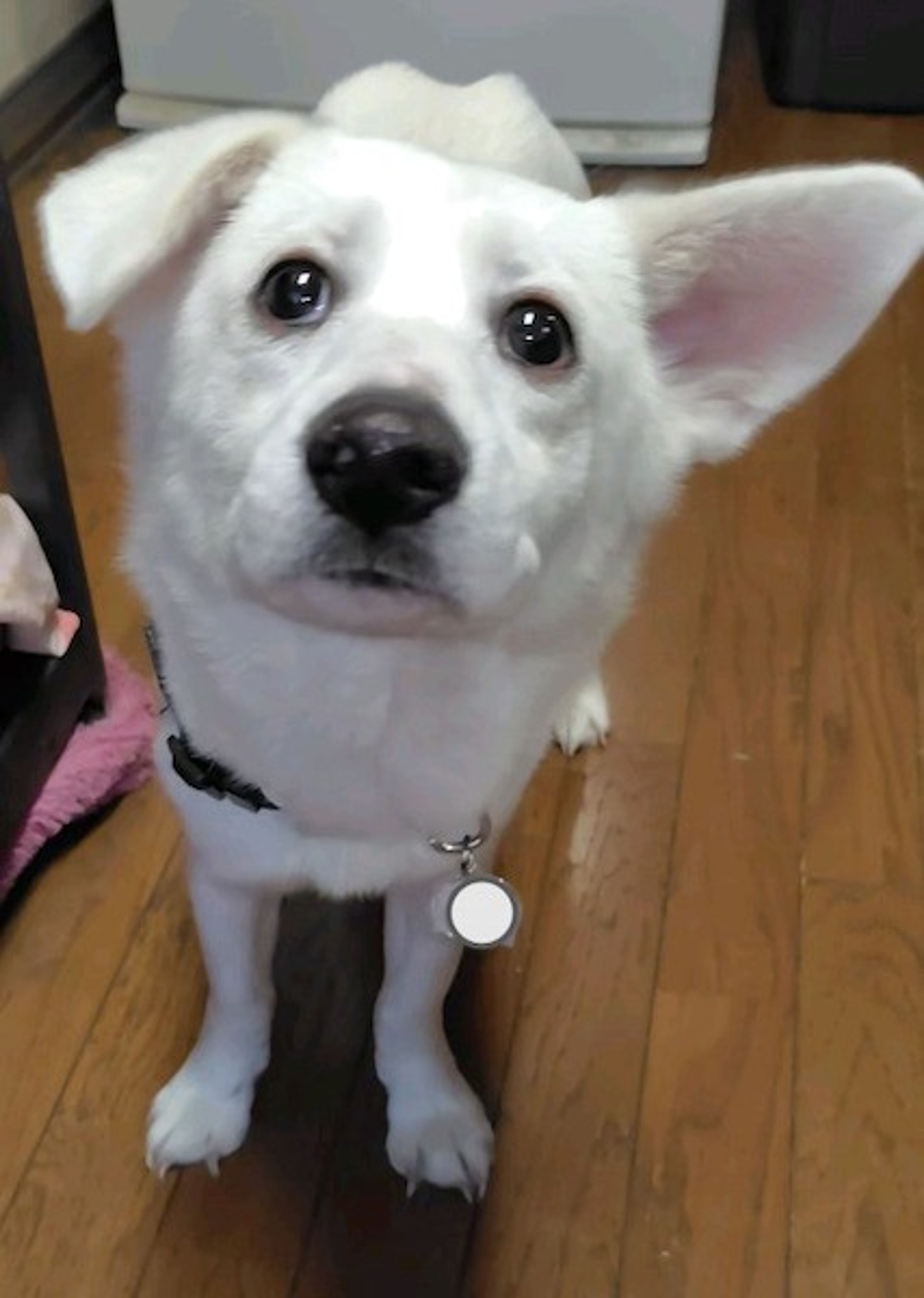 pet-image-4