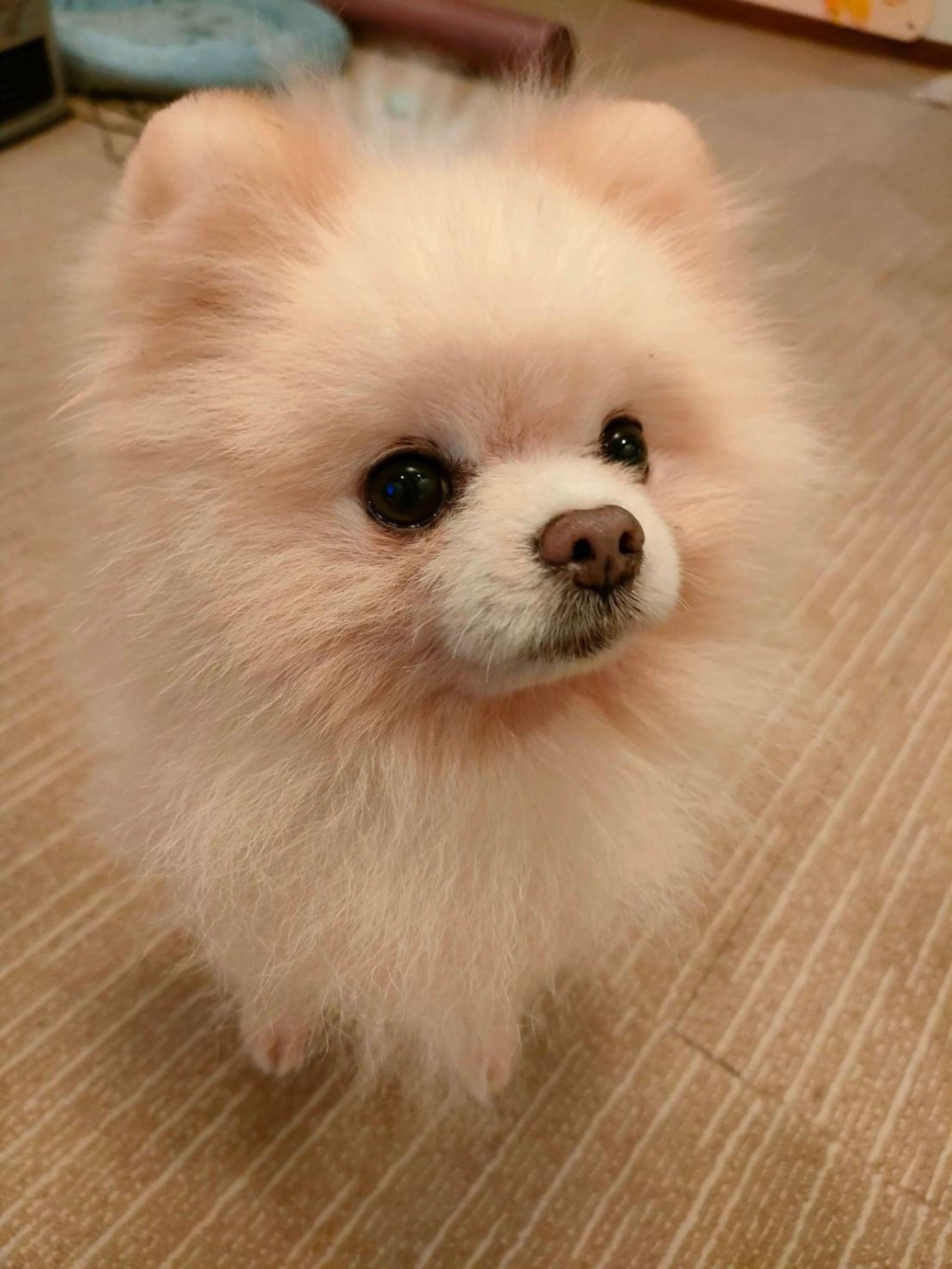 pet-image-3