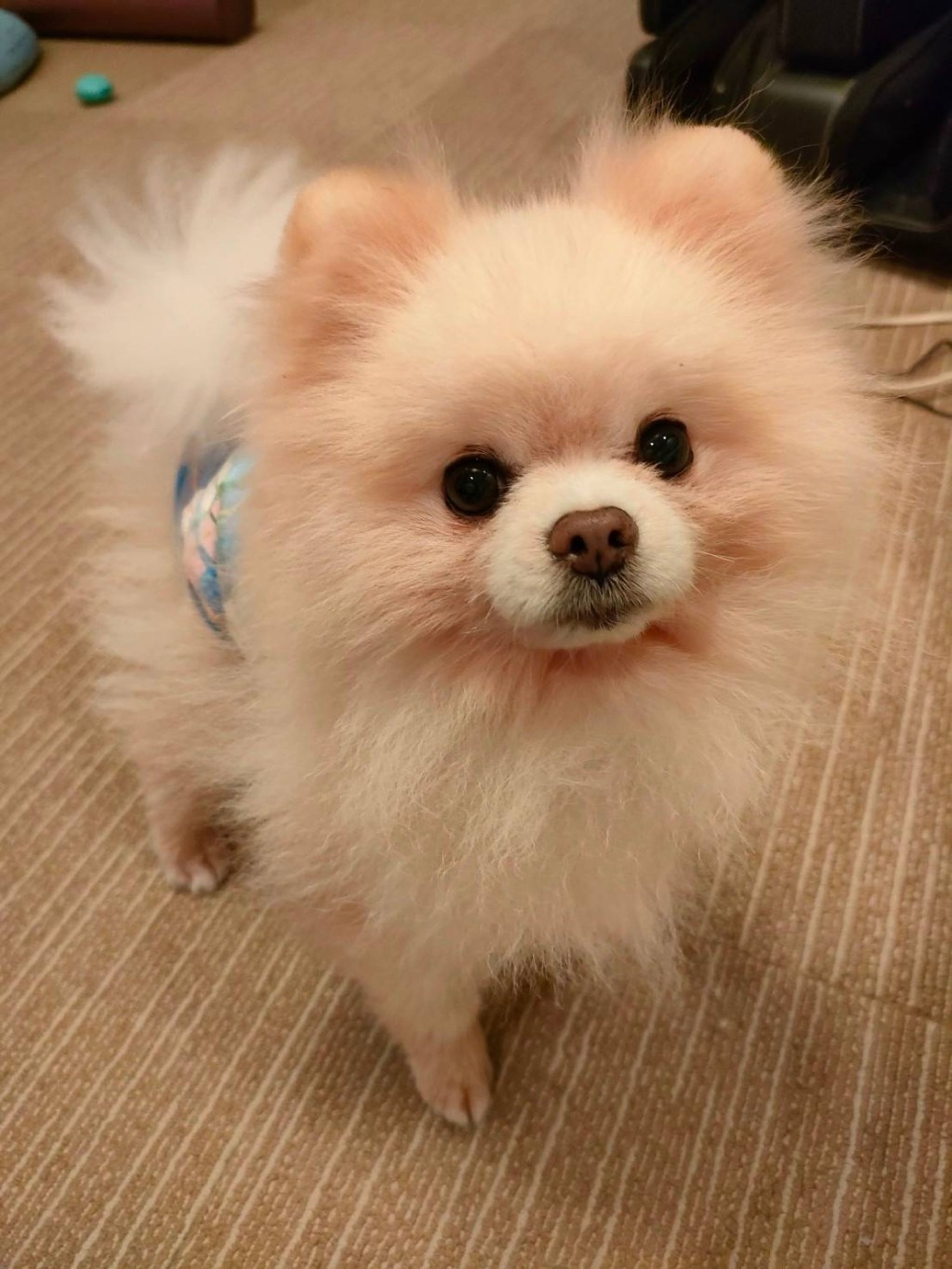pet-image-2