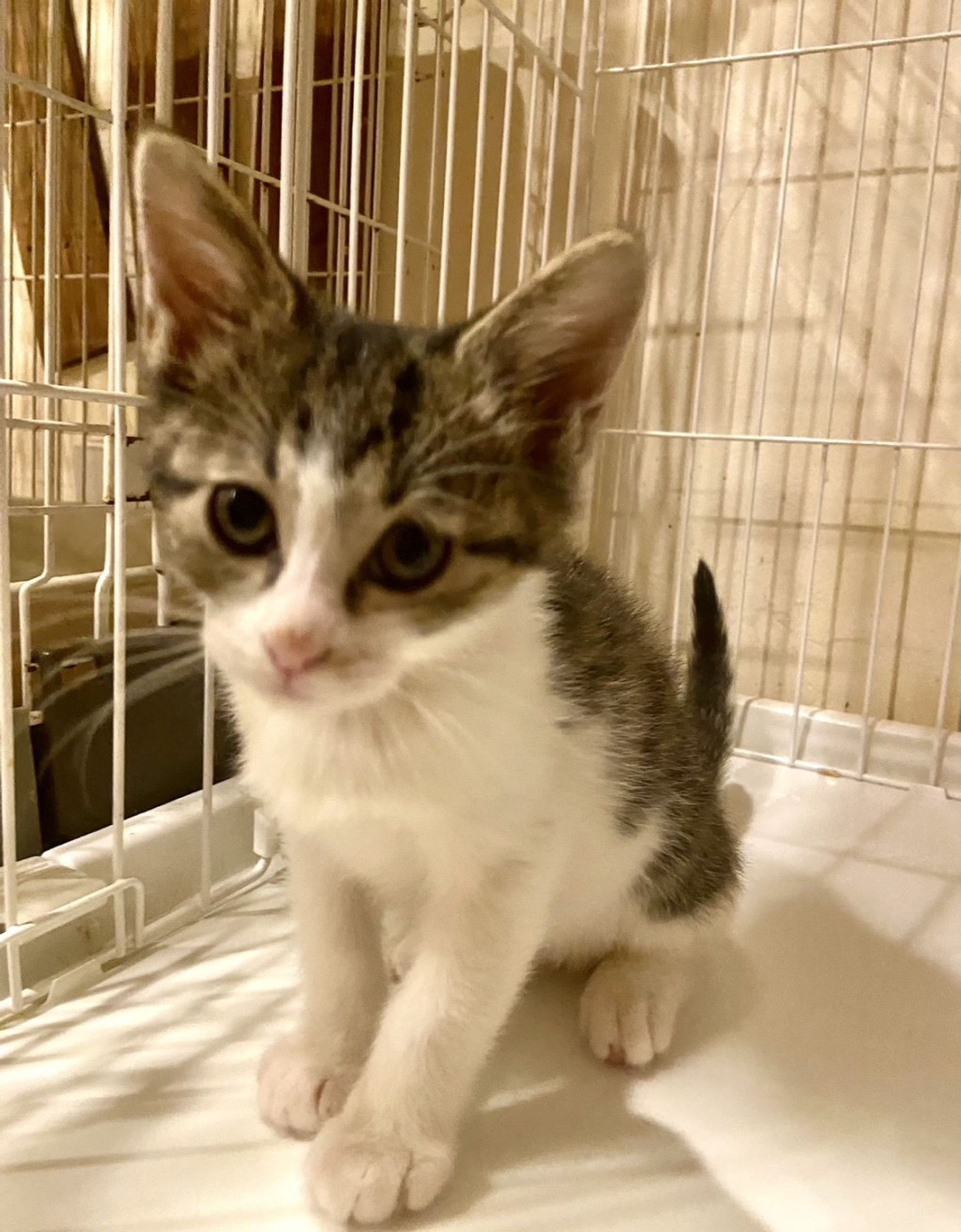 雑種（ミックス猫）・オスの里親募集の写真