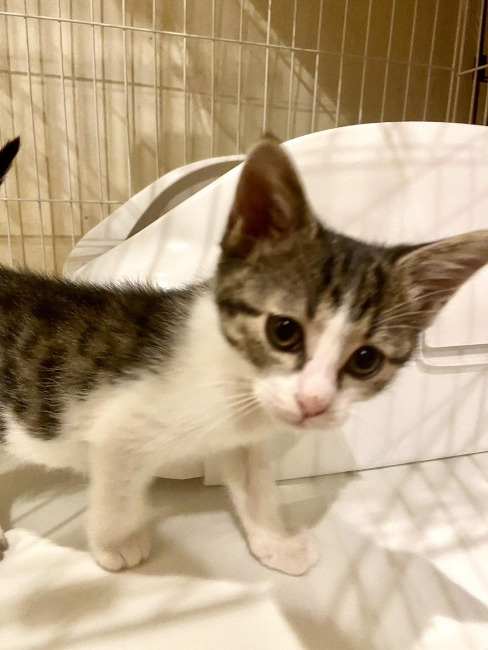 pet-image-2
