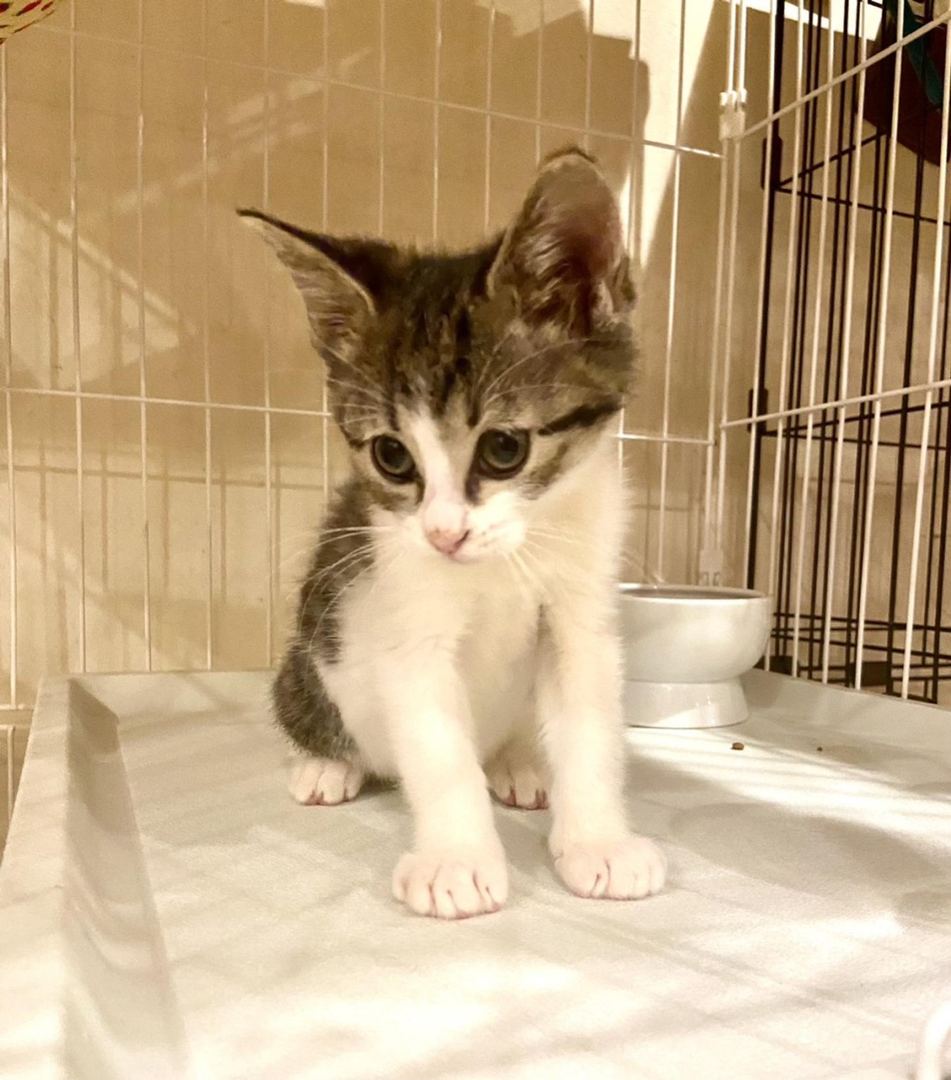 pet-image-3