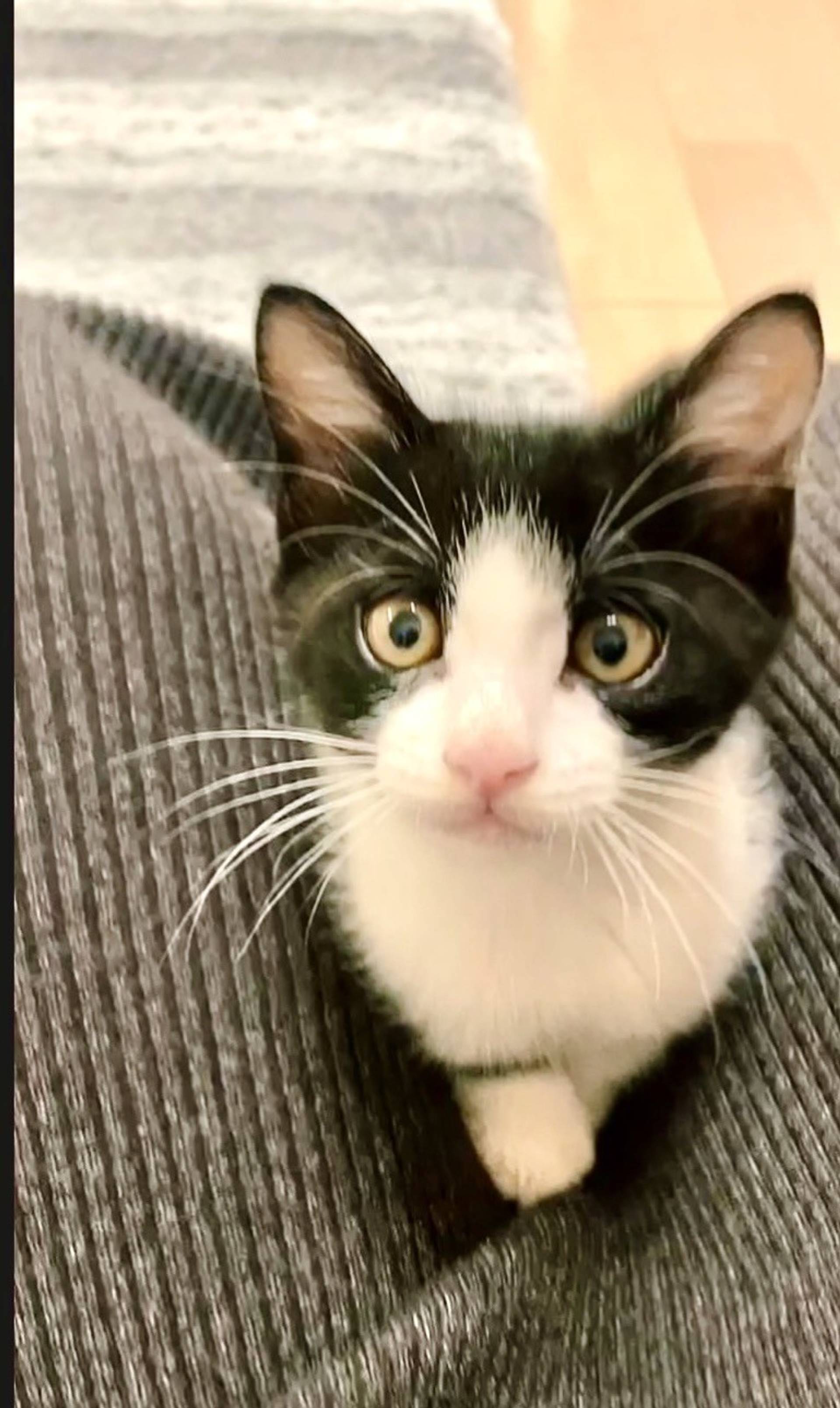 雑種（ミックス猫）・オスの里親募集の写真