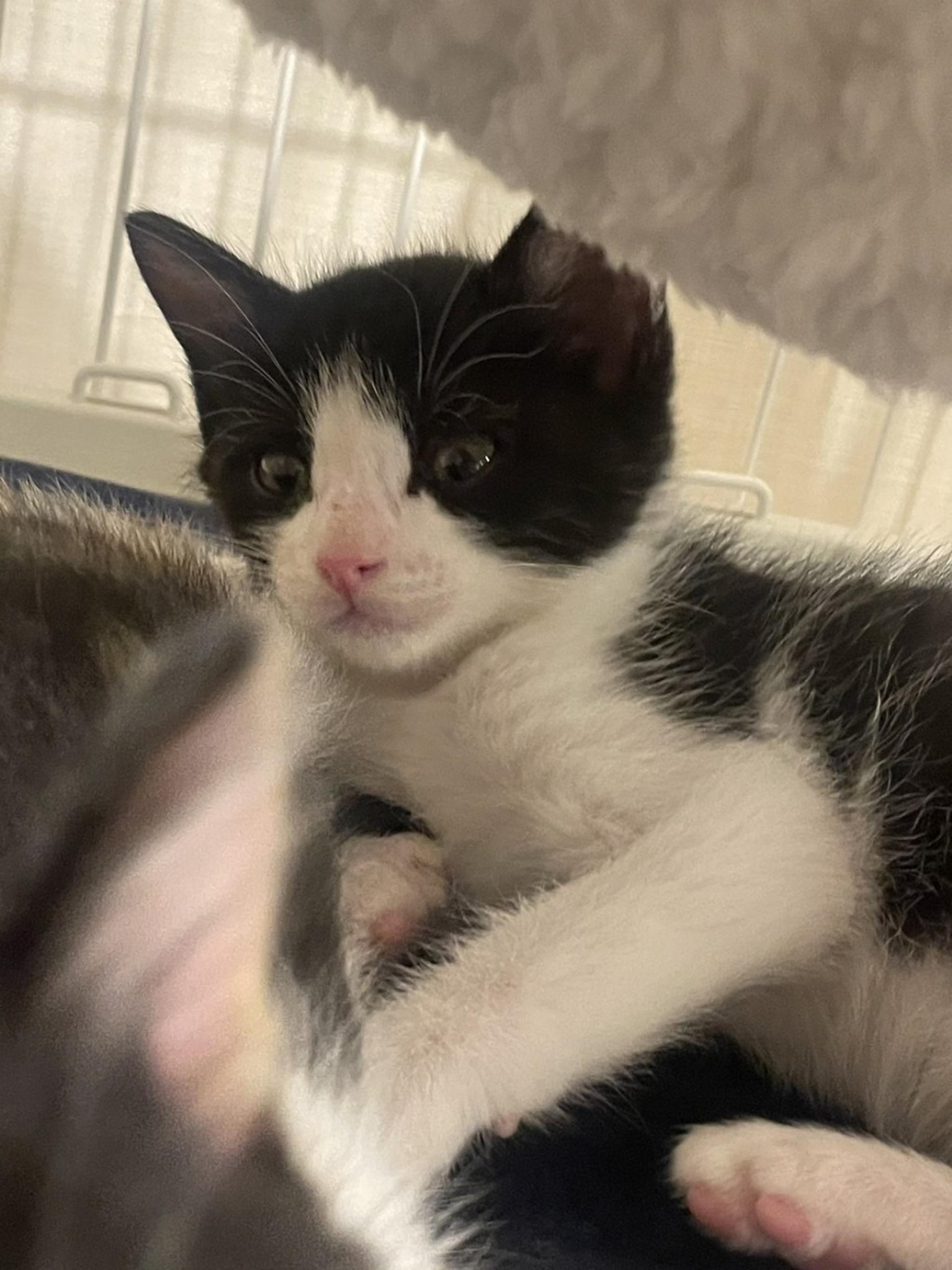 pet-image-2