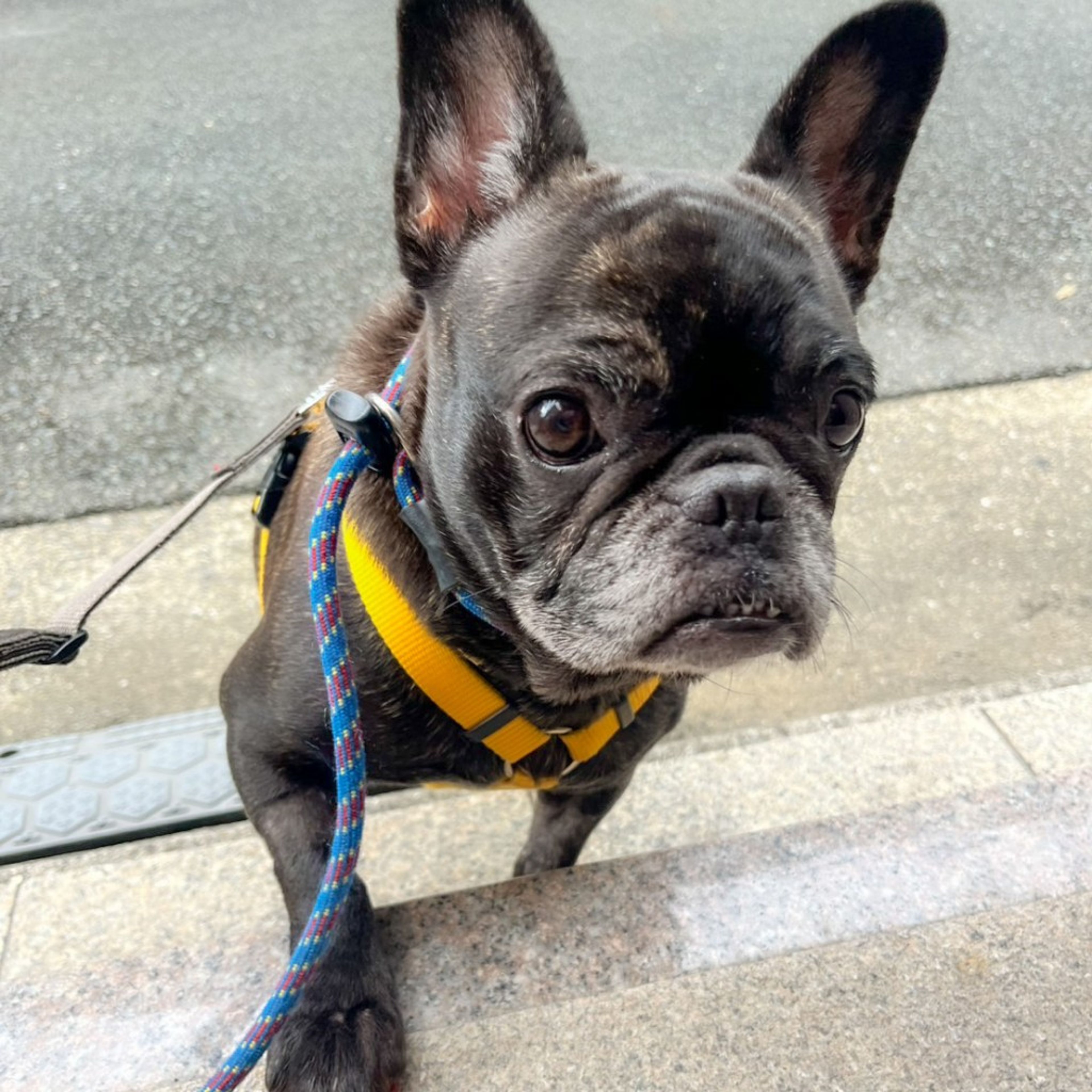 pet-image-2