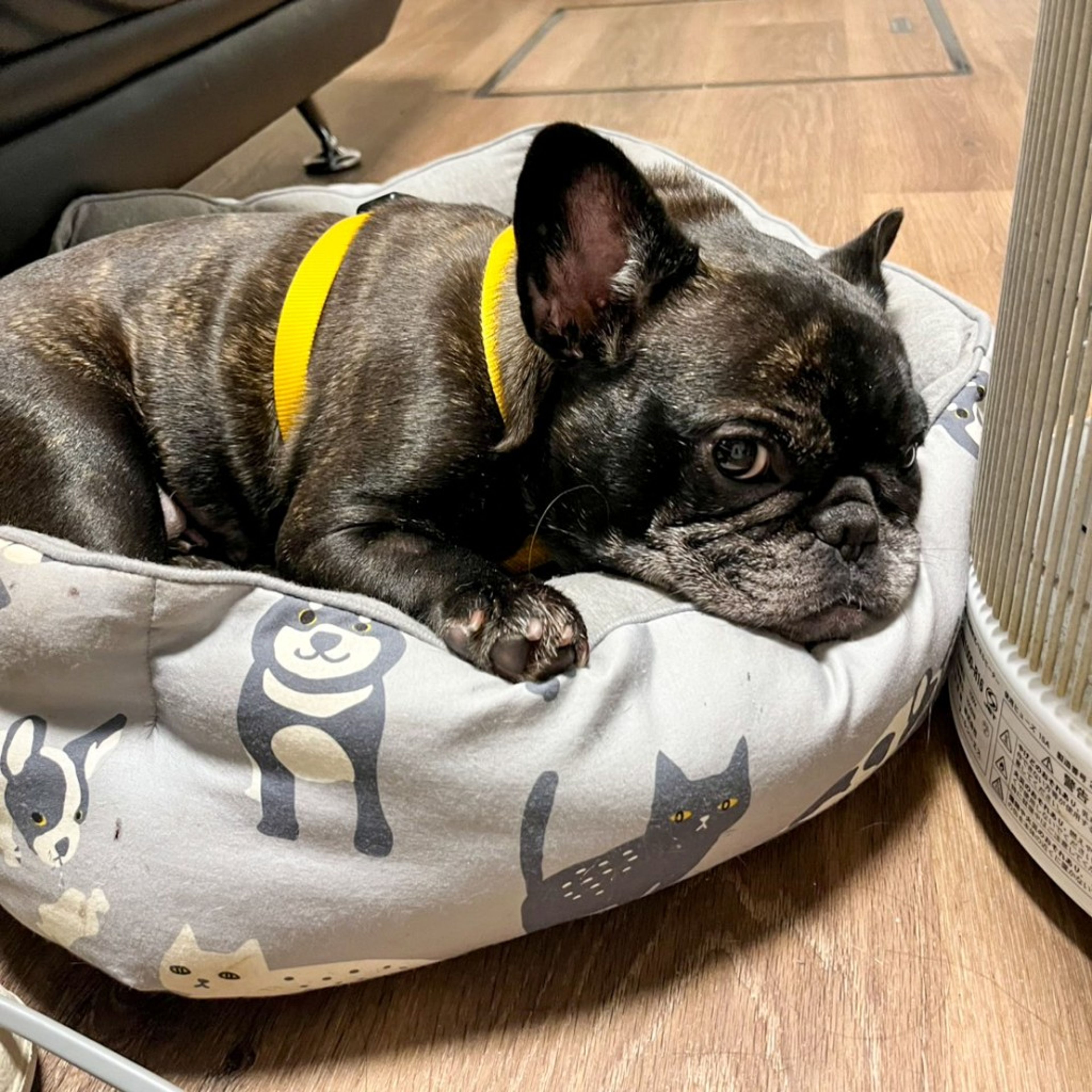 pet-image-3