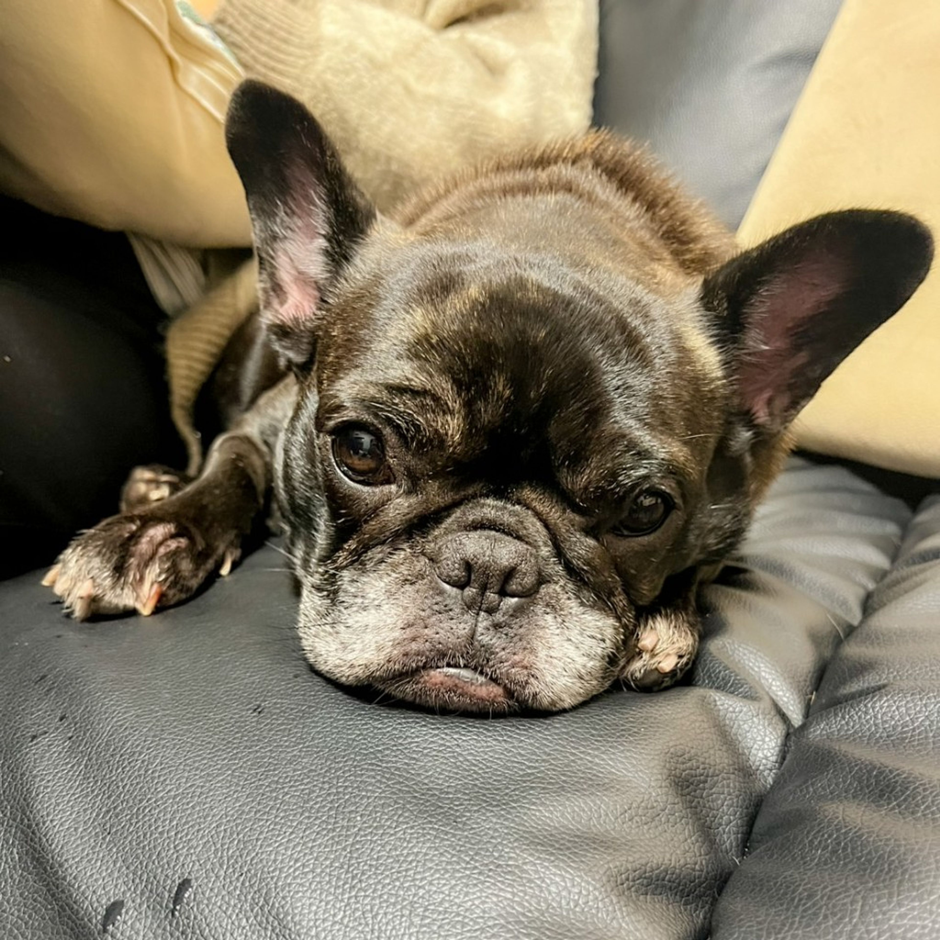 pet-image-4