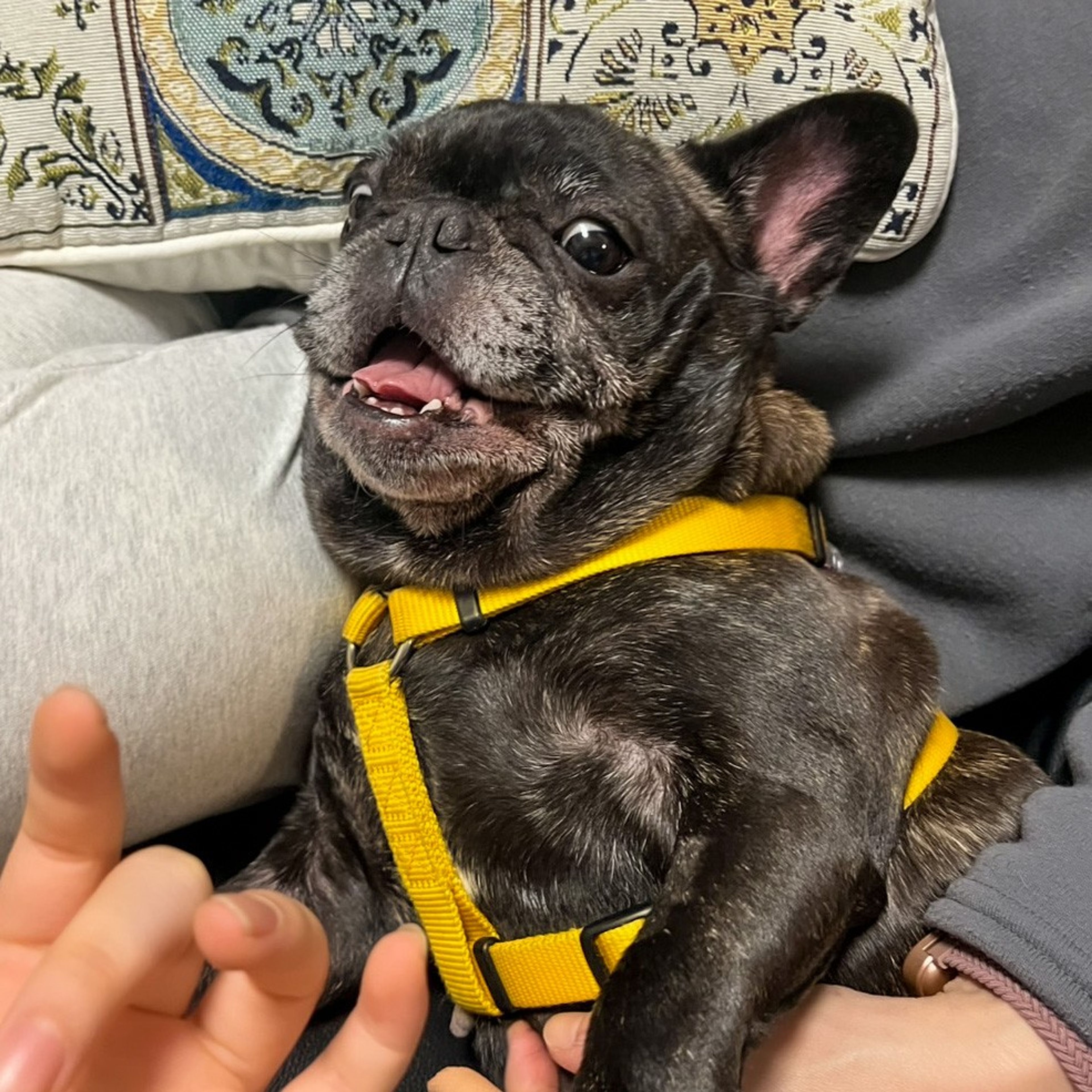 pet-image-5