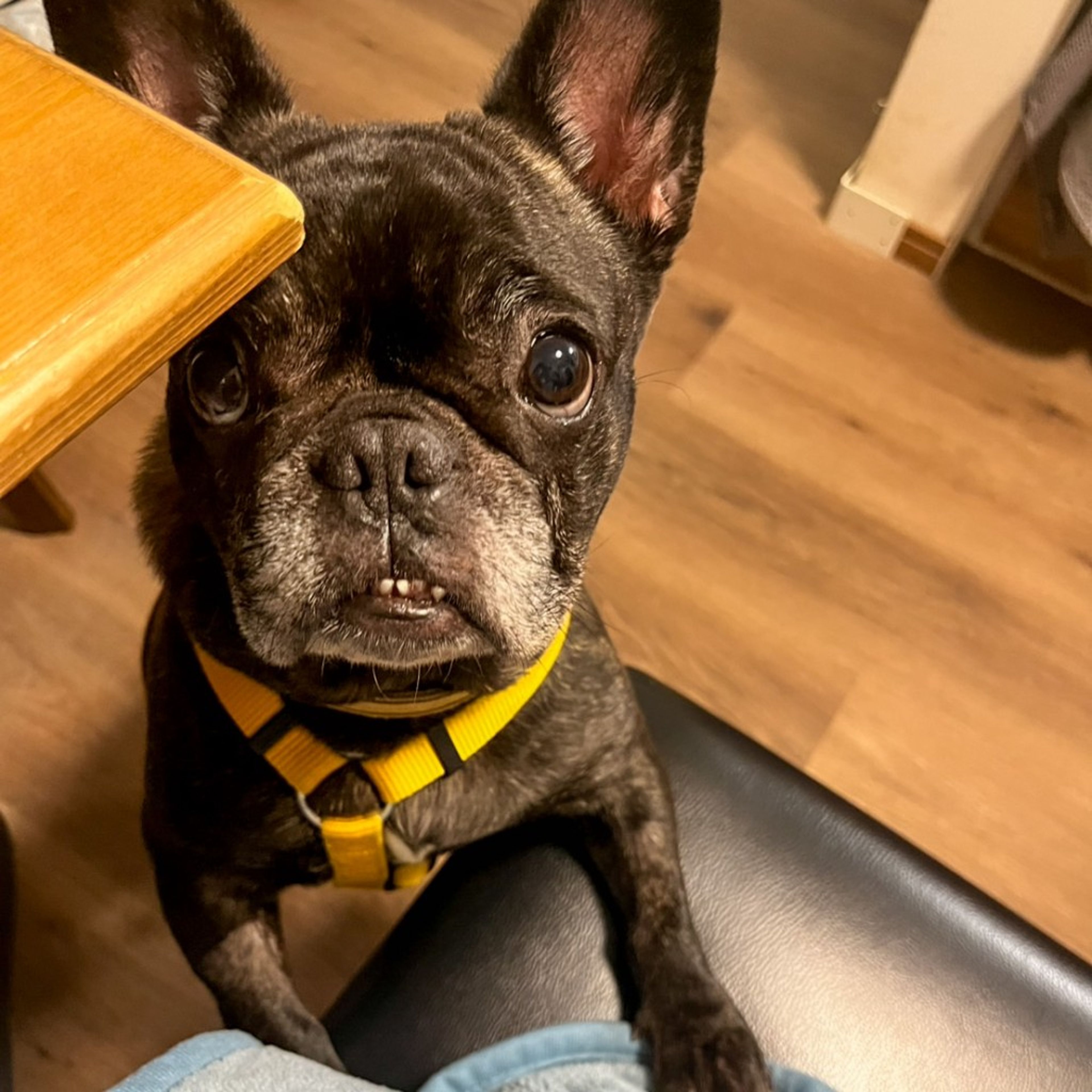 pet-image-7
