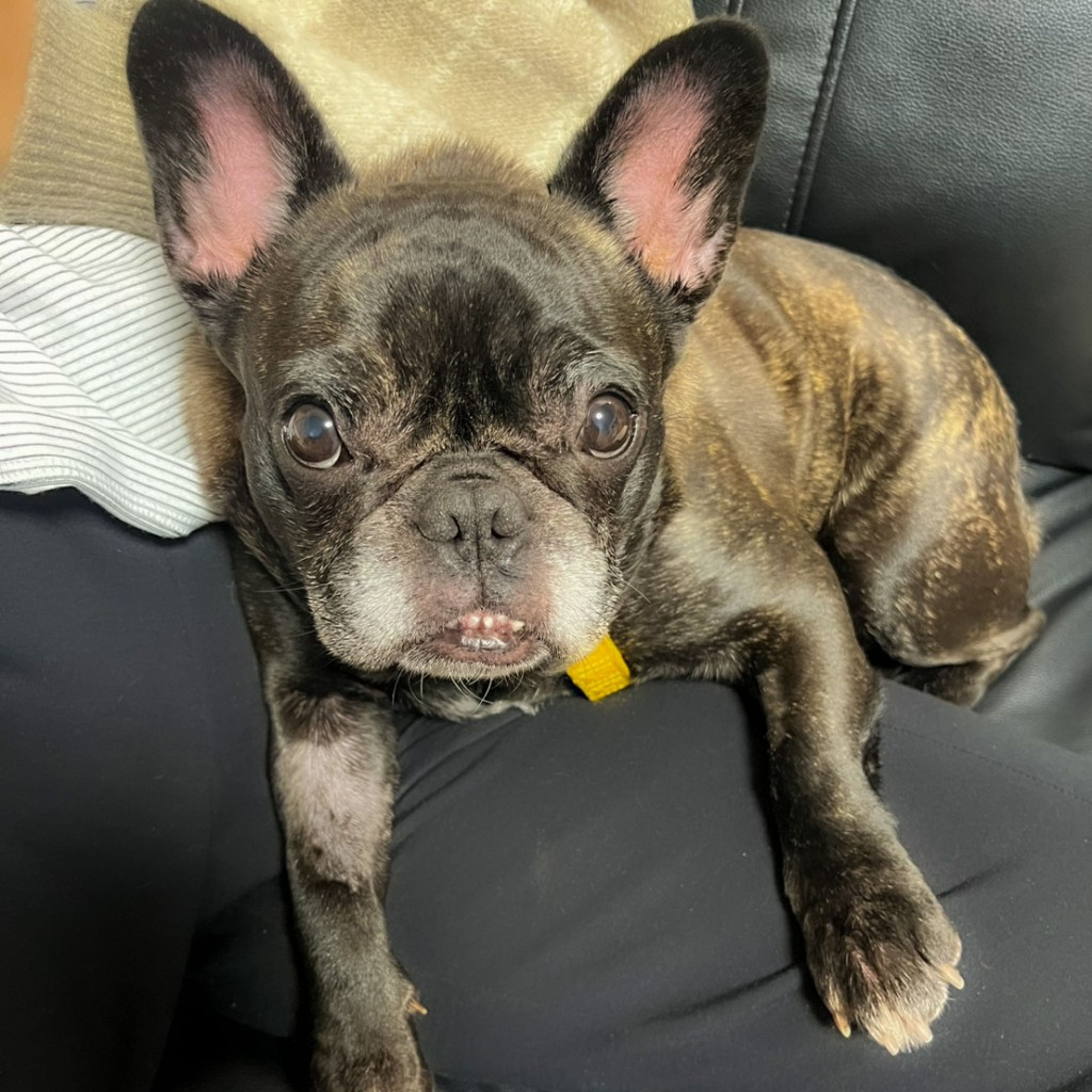 pet-image-8