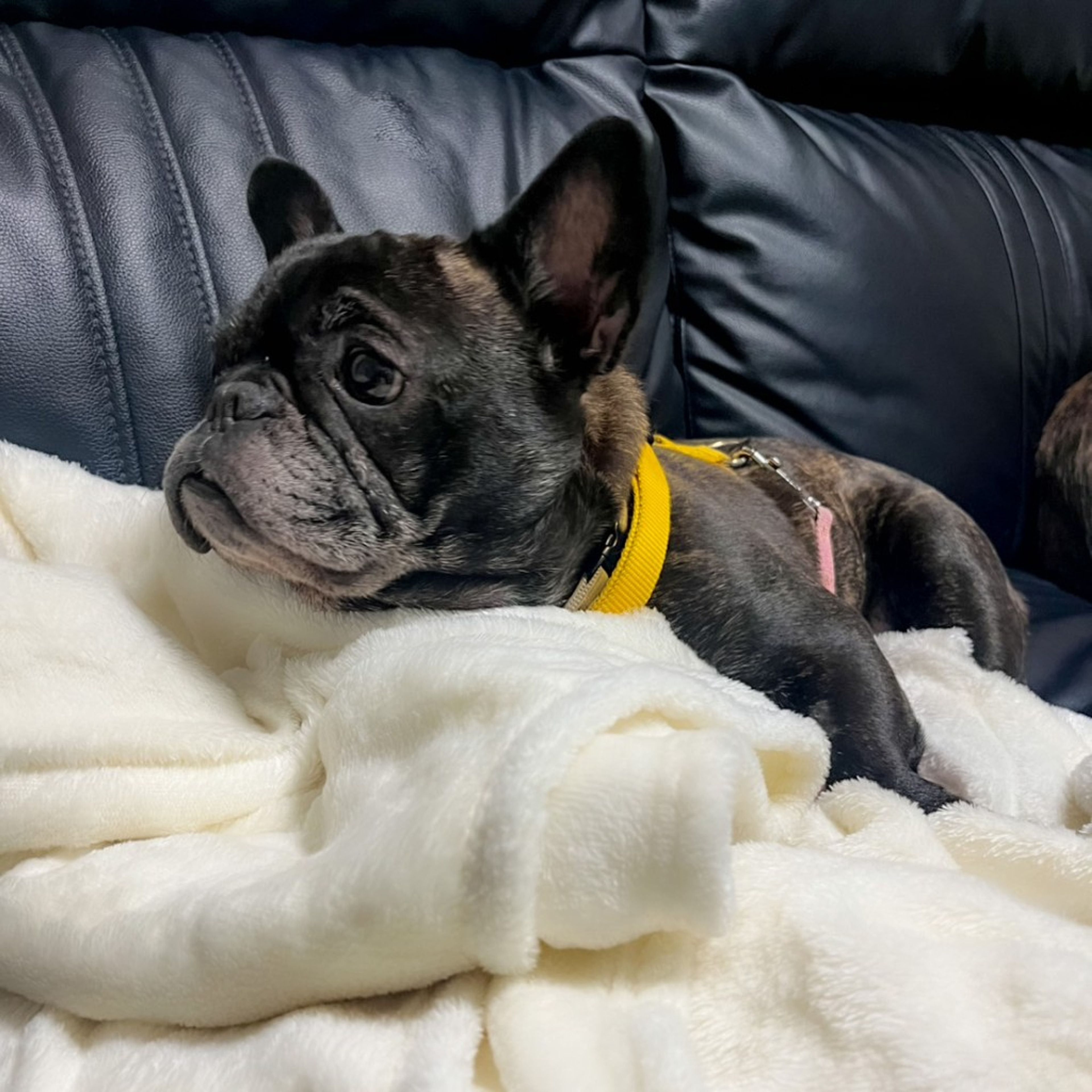 pet-image-9